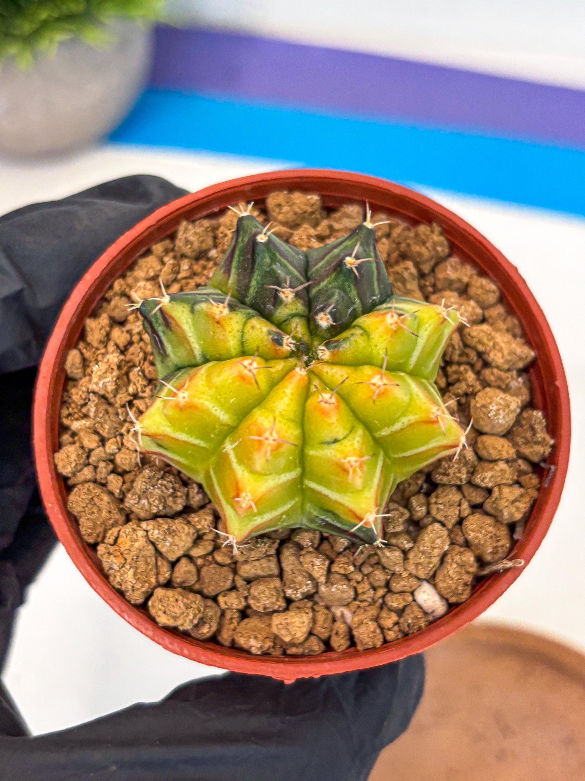 Gymnocalycium Sepia (gy12) (r7) | colorful Variegated Cactus