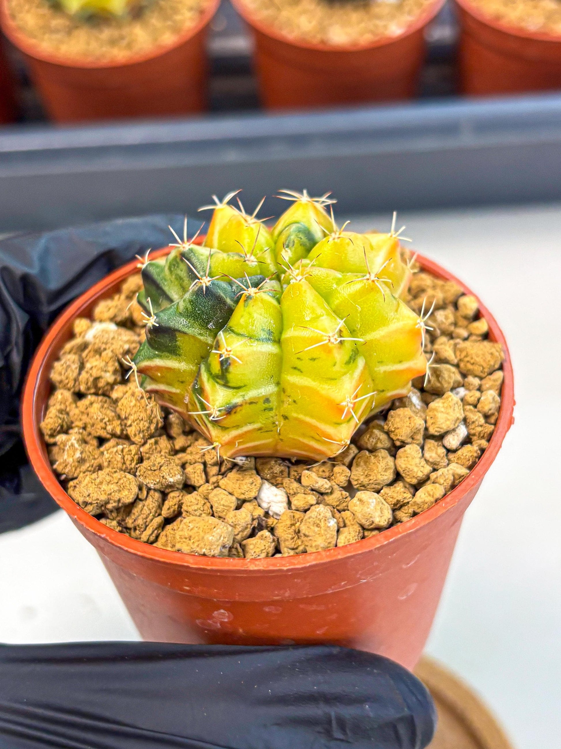 Gymnocalycium Sepia (gy12) (y1) | colorful Variegated Cactus