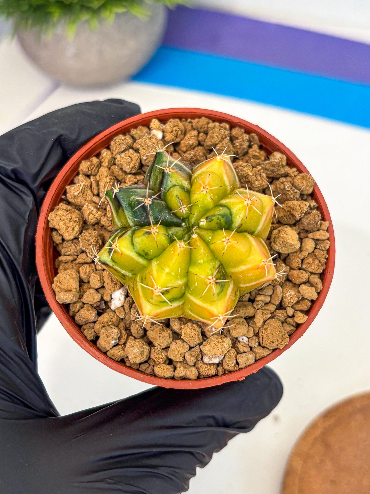 Gymnocalycium Sepia (gy12) (y1) | colorful Variegated Cactus