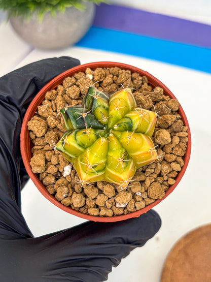 Gymnocalycium Sepia (gy12) (y1) | colorful Variegated Cactus
