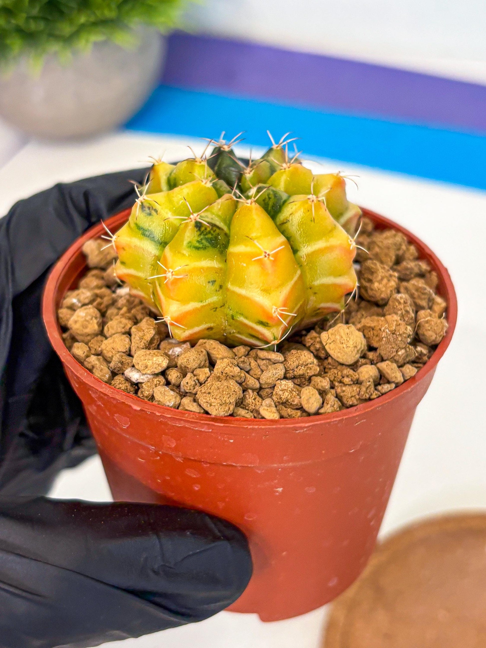 Gymnocalycium Sepia (gy12) (y1) | colorful Variegated Cactus