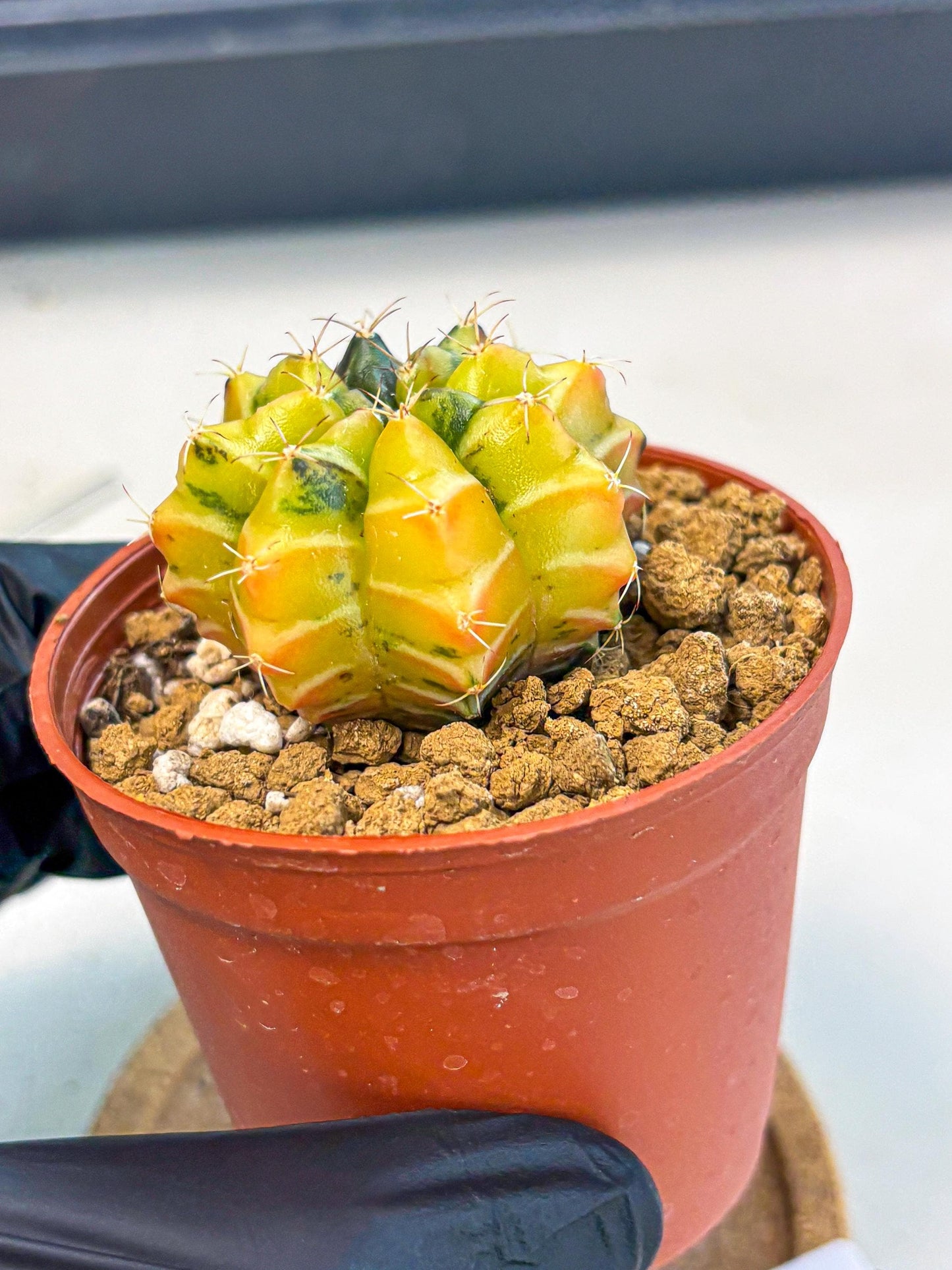 Gymnocalycium Sepia (gy12) (y1) | colorful Variegated Cactus