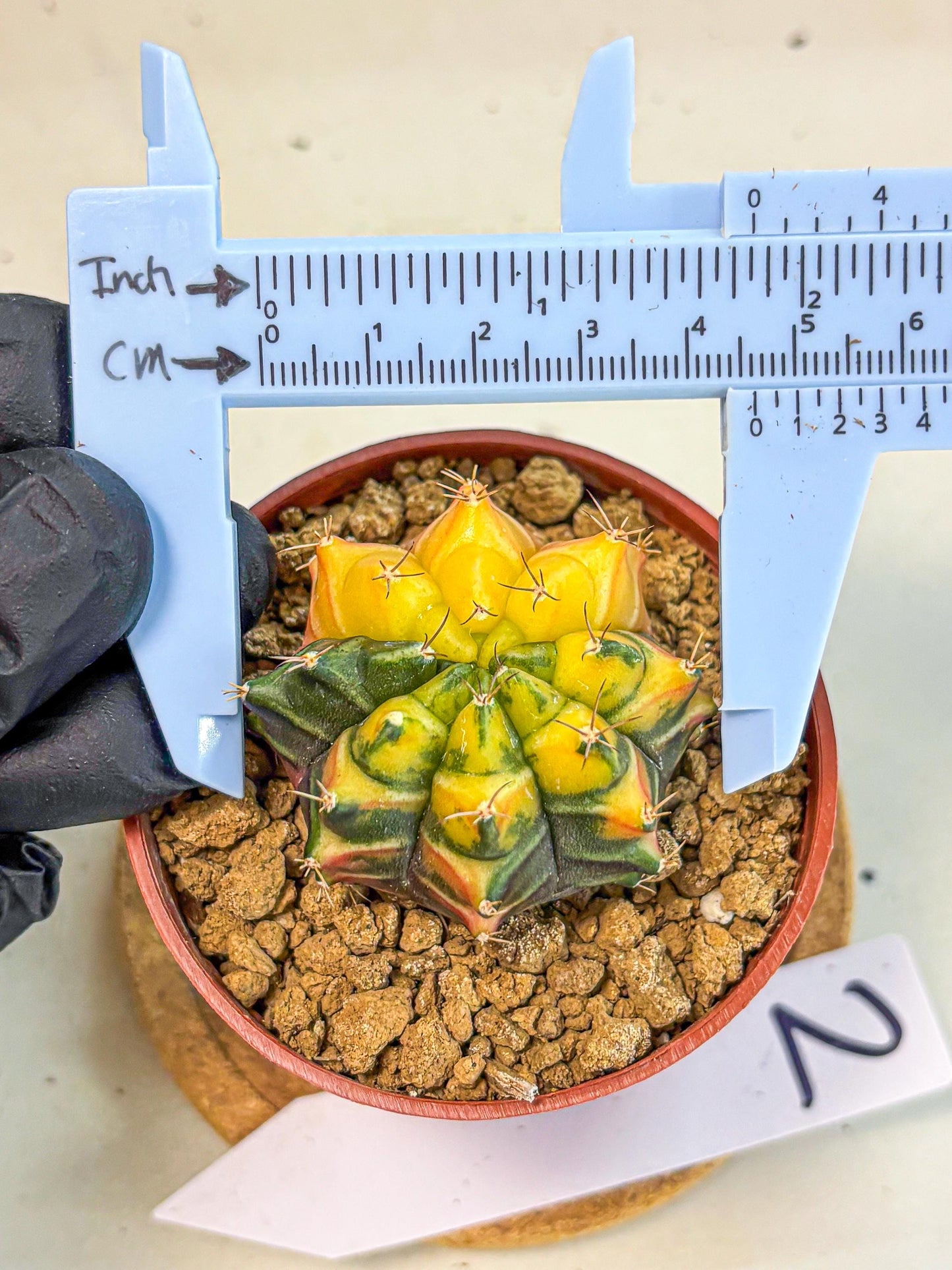 Gymnocalycium Sepia (gy12) (y2) | colorful Variegated Cactus