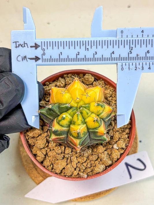 Gymnocalycium Sepia (gy12) (y2) | colorful Variegated Cactus