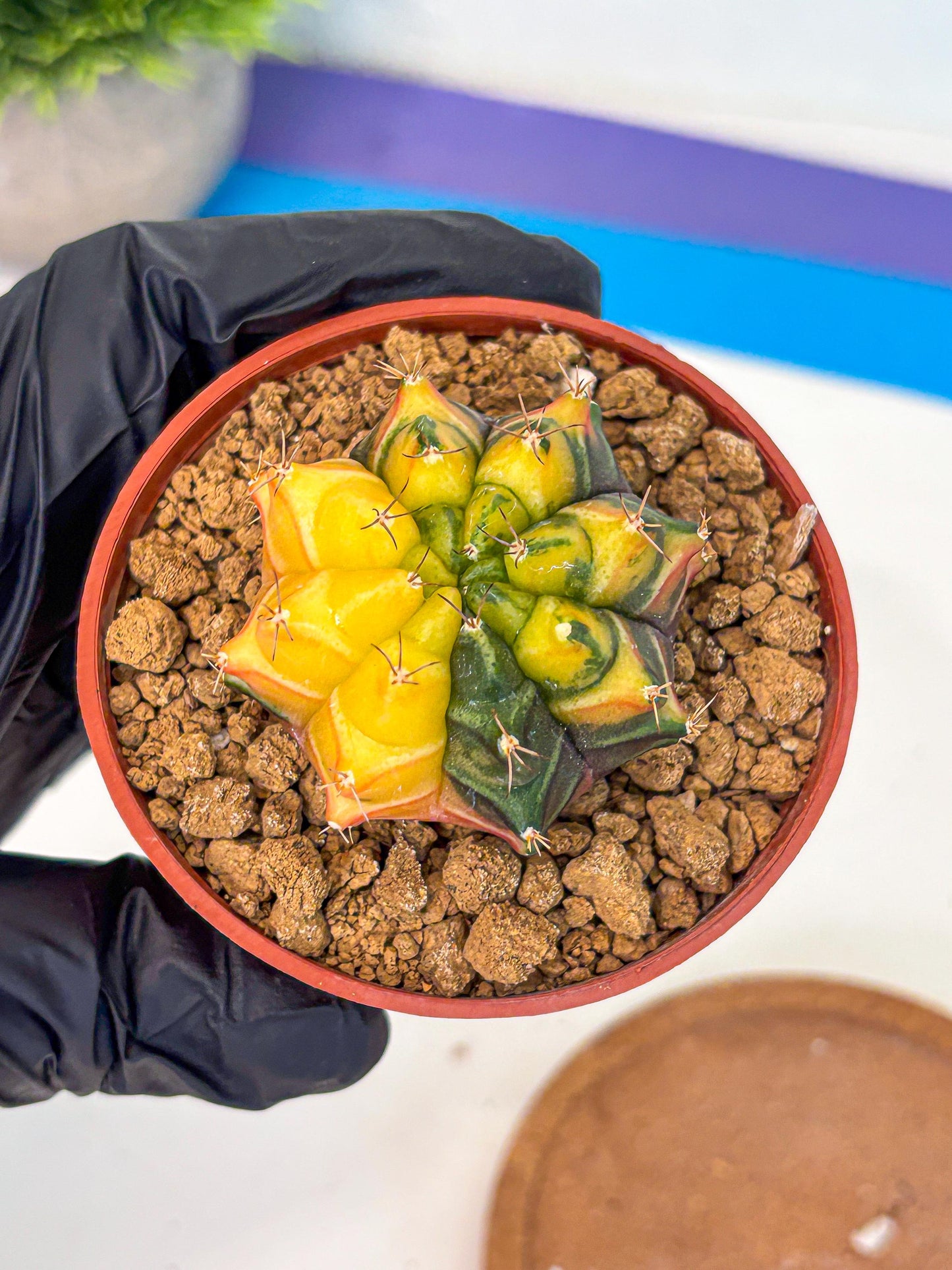 Gymnocalycium Sepia (gy12) (y2) | colorful Variegated Cactus