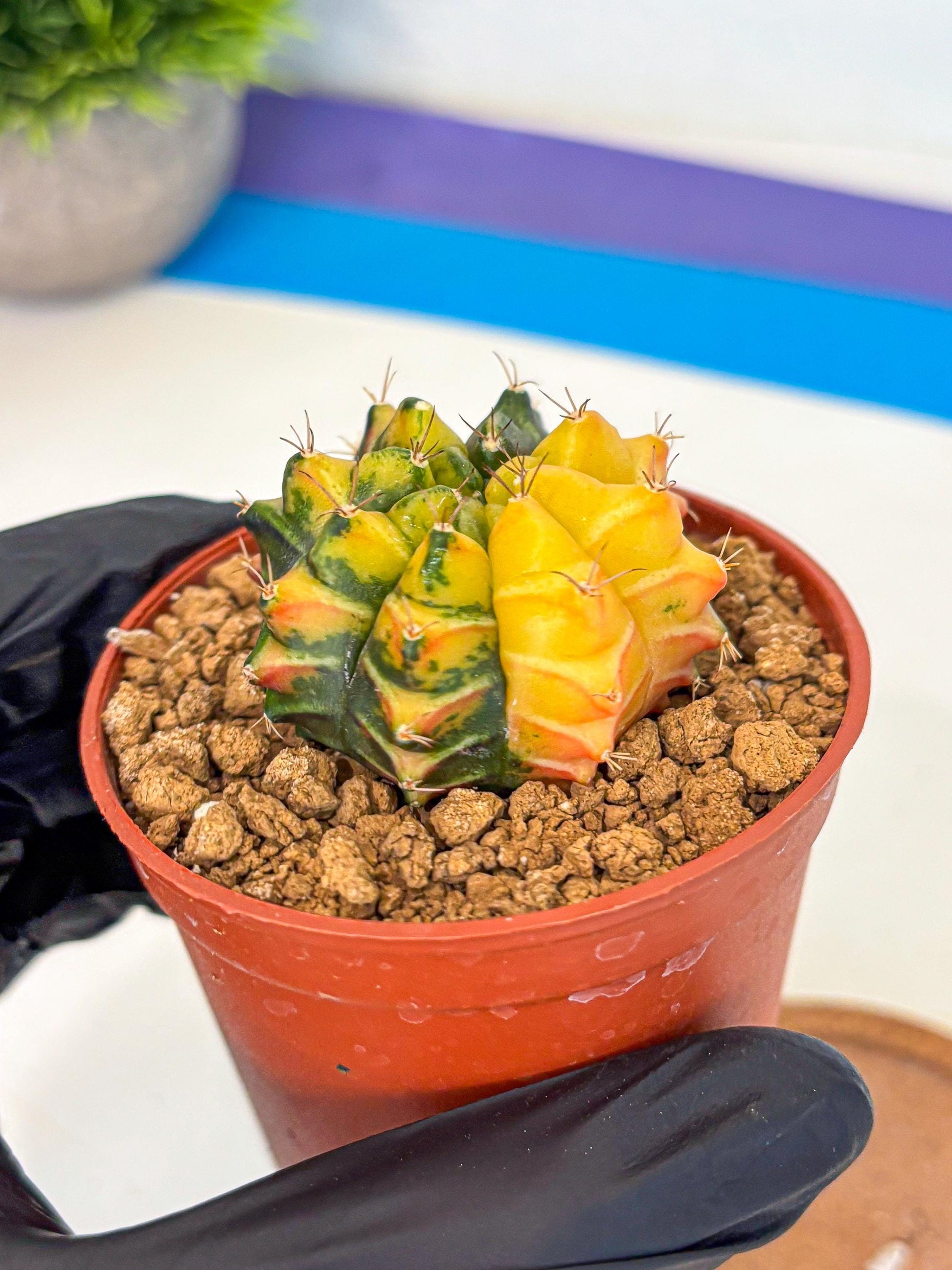 Gymnocalycium Sepia (gy12) (y2) | colorful Variegated Cactus