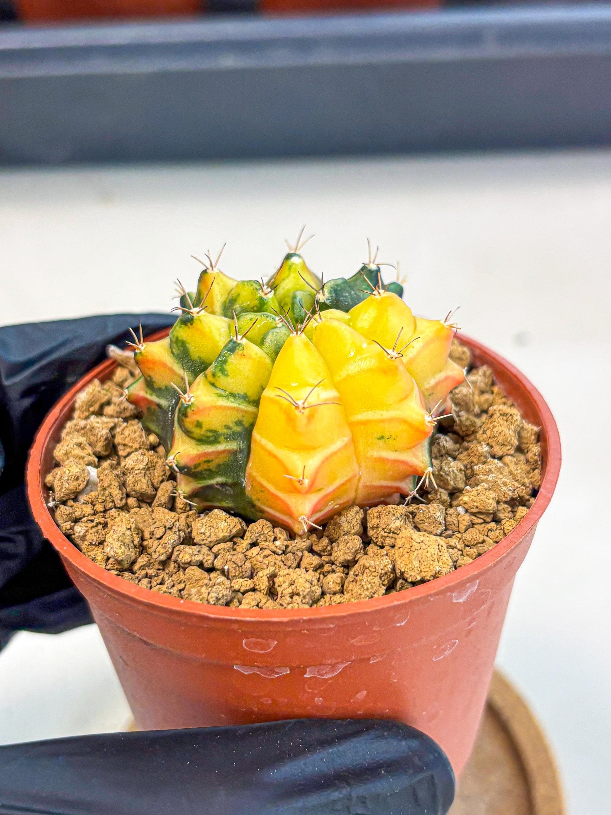 Gymnocalycium Sepia (gy12) (y2) | colorful Variegated Cactus
