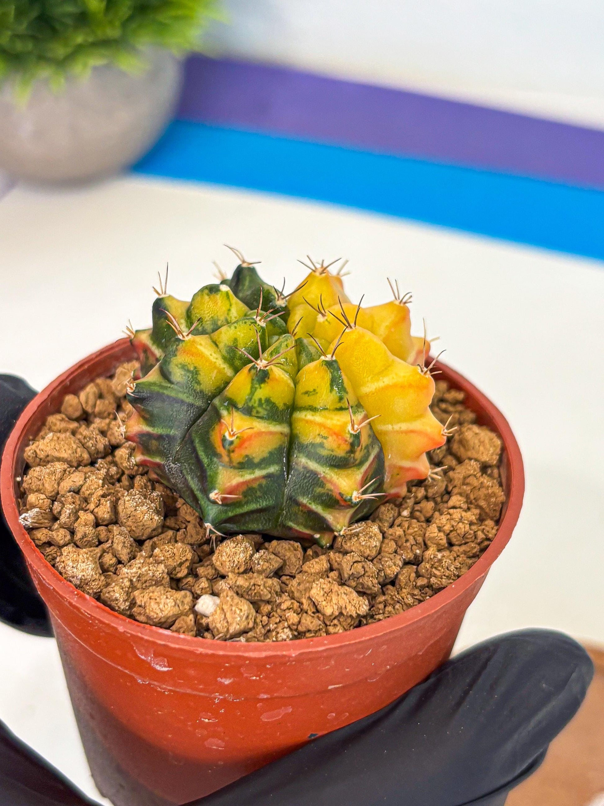Gymnocalycium Sepia (gy12) (y2) | colorful Variegated Cactus