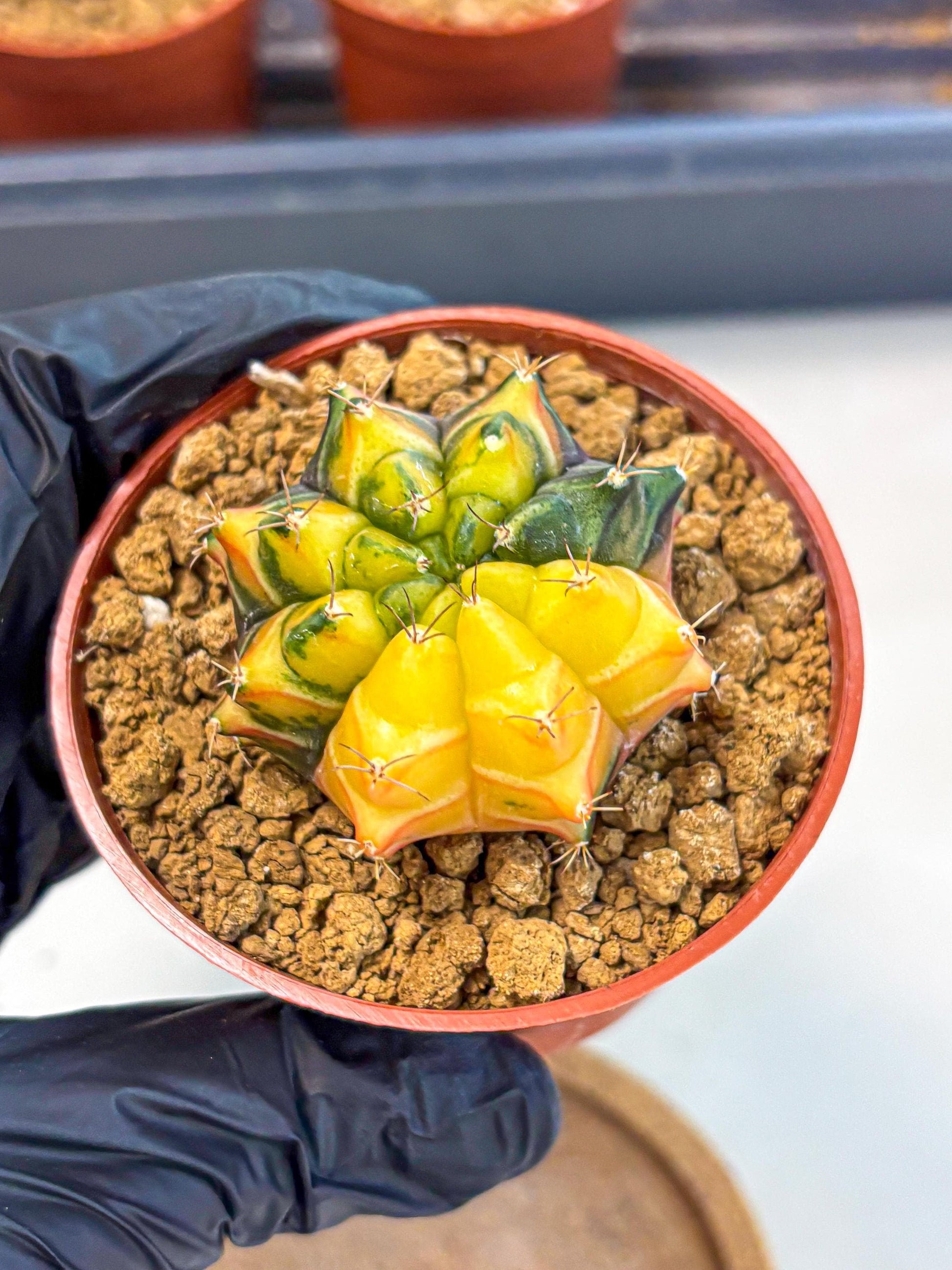 Gymnocalycium Sepia (gy12) (y2) | colorful Variegated Cactus