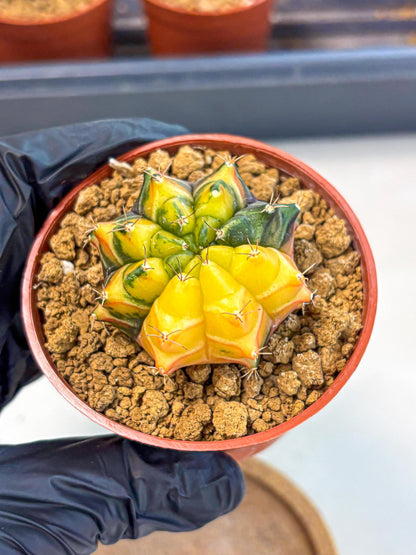 Gymnocalycium Sepia (gy12) (y2) | colorful Variegated Cactus