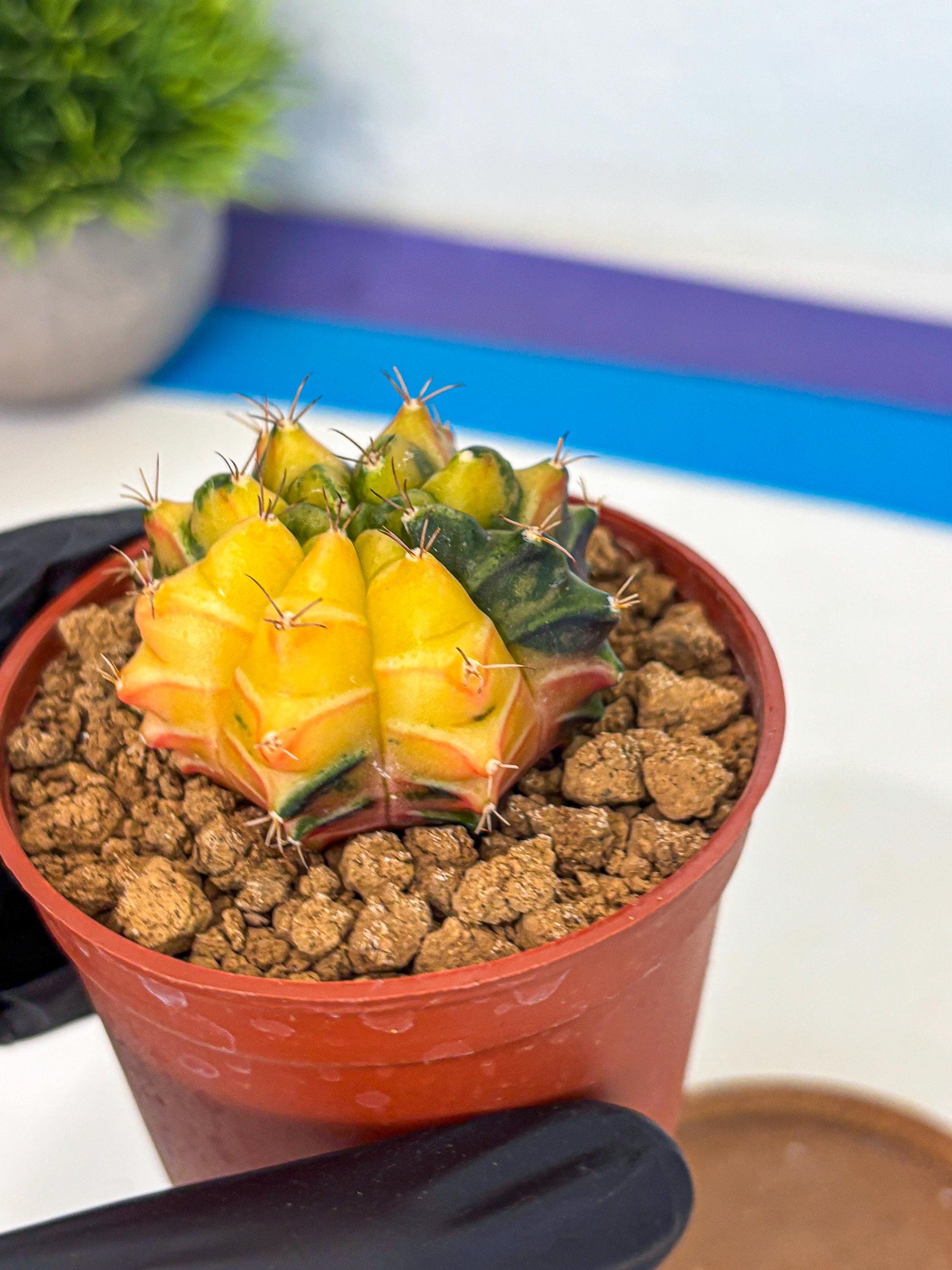 Gymnocalycium Sepia (gy12) (y2) | colorful Variegated Cactus