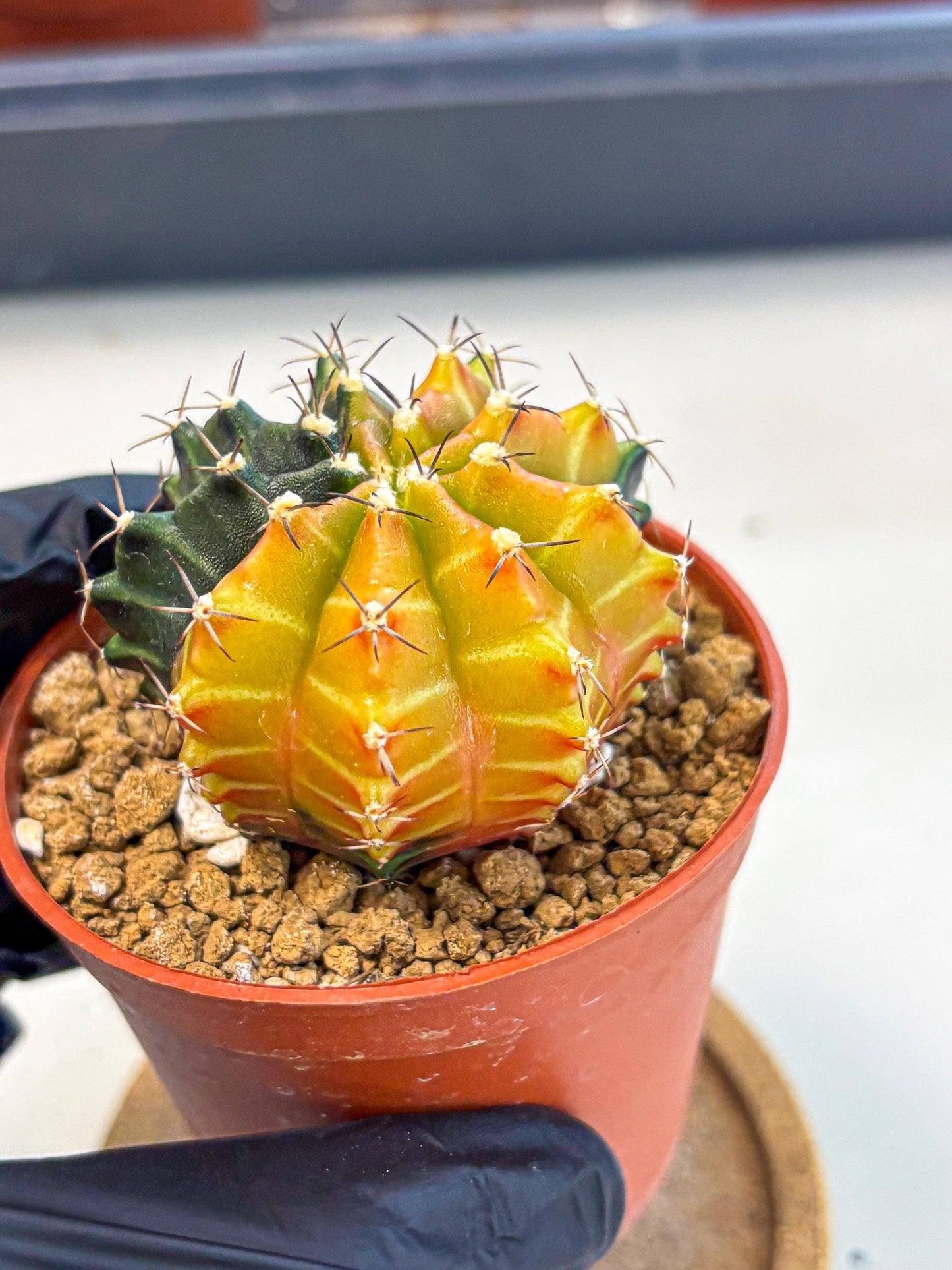 Gymnocalycium Sepia (gy12) (y3) | colorful Variegated Cactus