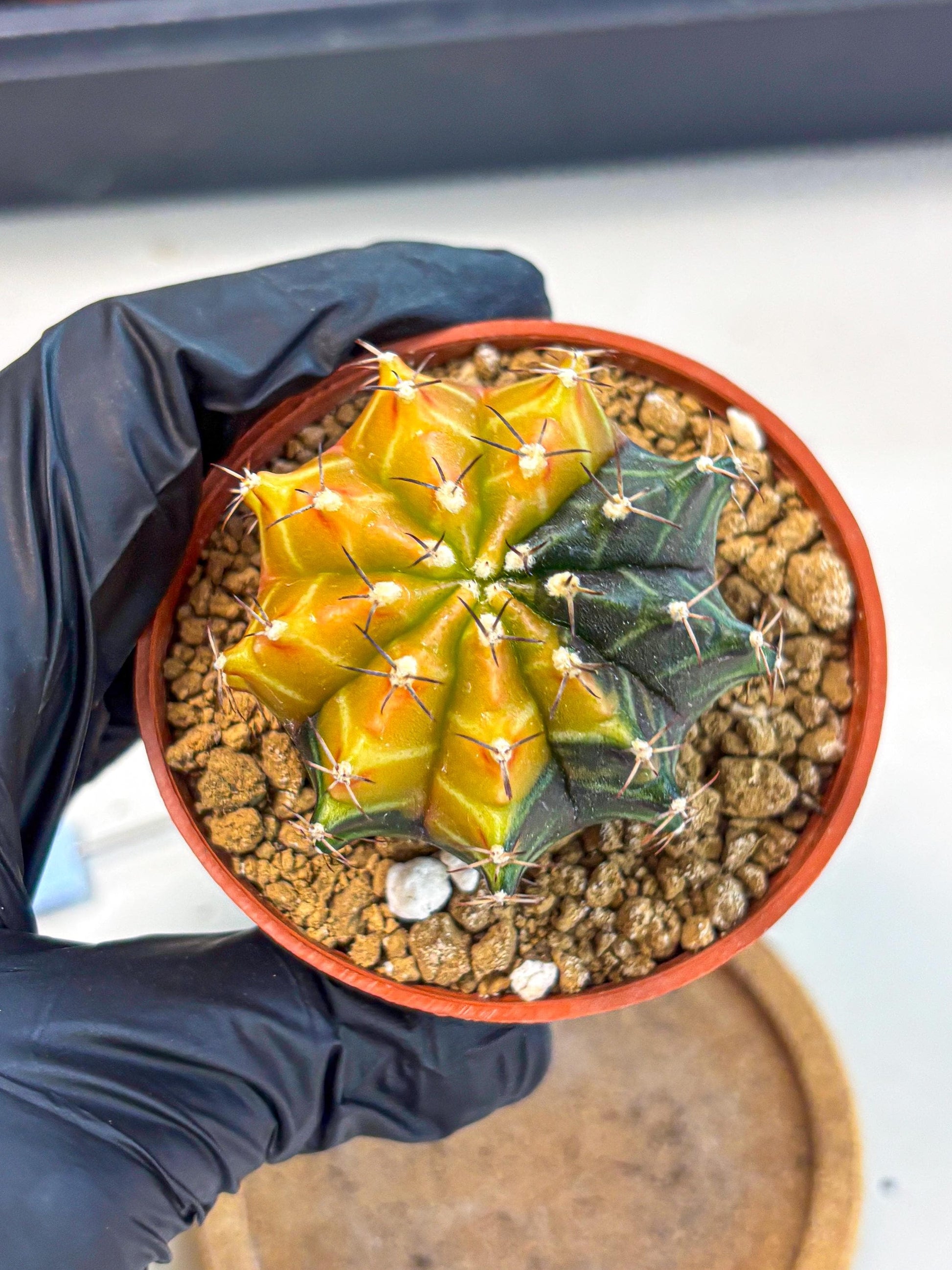 Gymnocalycium Sepia (gy12) (y3) | colorful Variegated Cactus