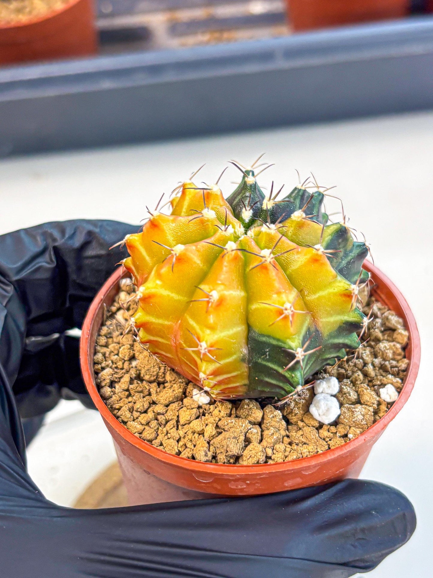 Gymnocalycium Sepia (gy12) (y3) | colorful Variegated Cactus