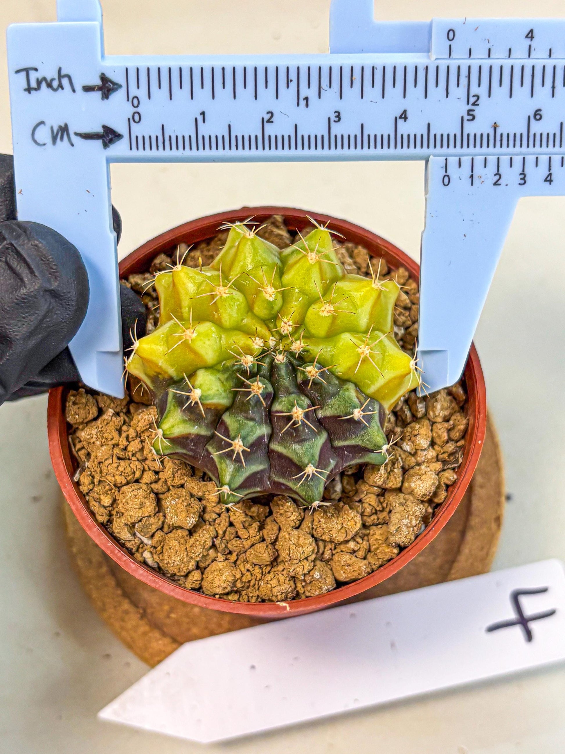 Gymnocalycium Sepia (gy12) (y4) | colorful Variegated Cactus