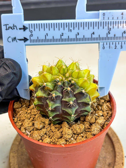 Gymnocalycium Sepia (gy12) (y4) | colorful Variegated Cactus