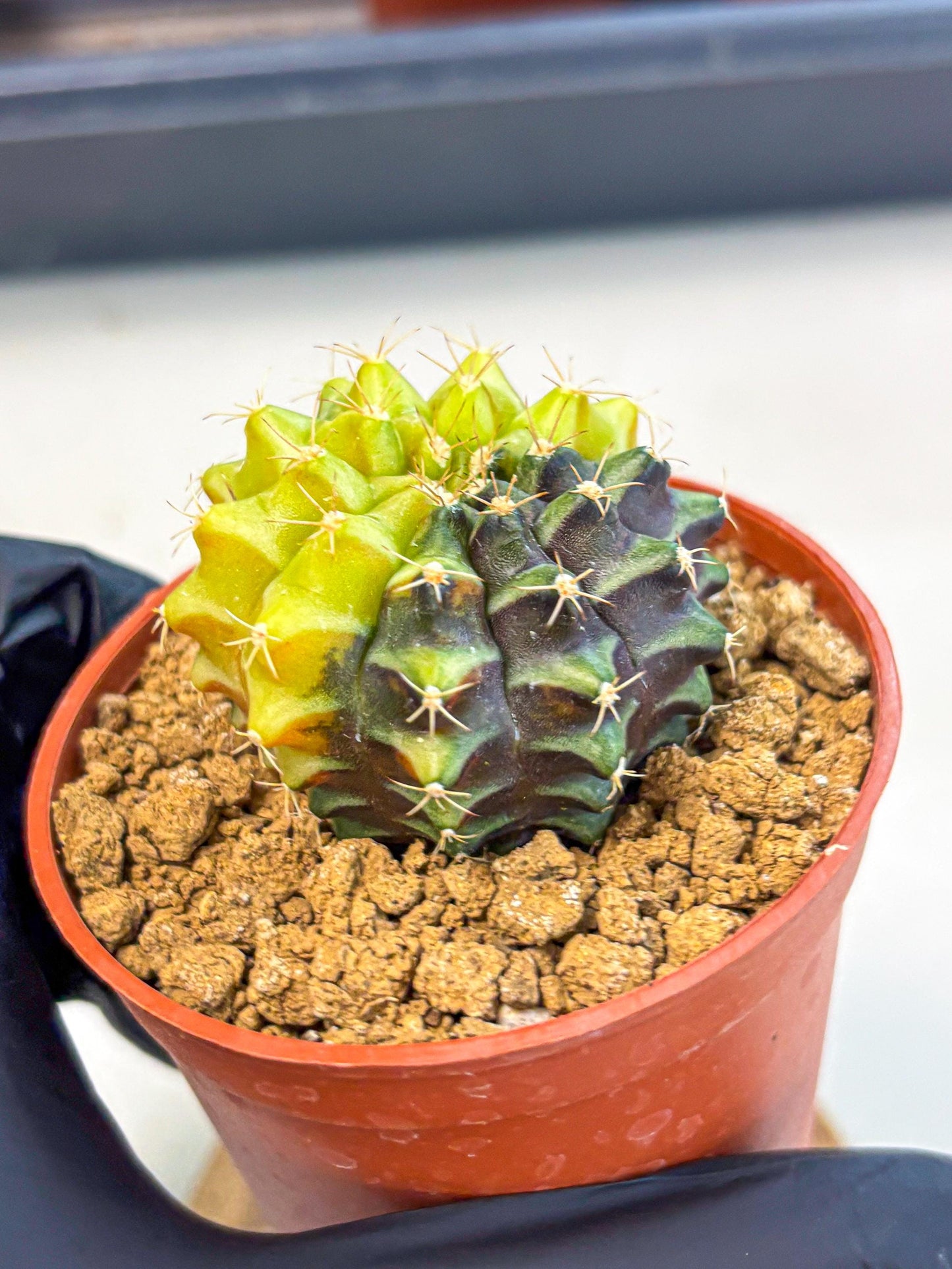 Gymnocalycium Sepia (gy12) (y4) | colorful Variegated Cactus