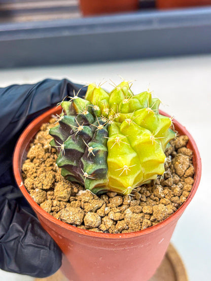 Gymnocalycium Sepia (gy12) (y4) | colorful Variegated Cactus