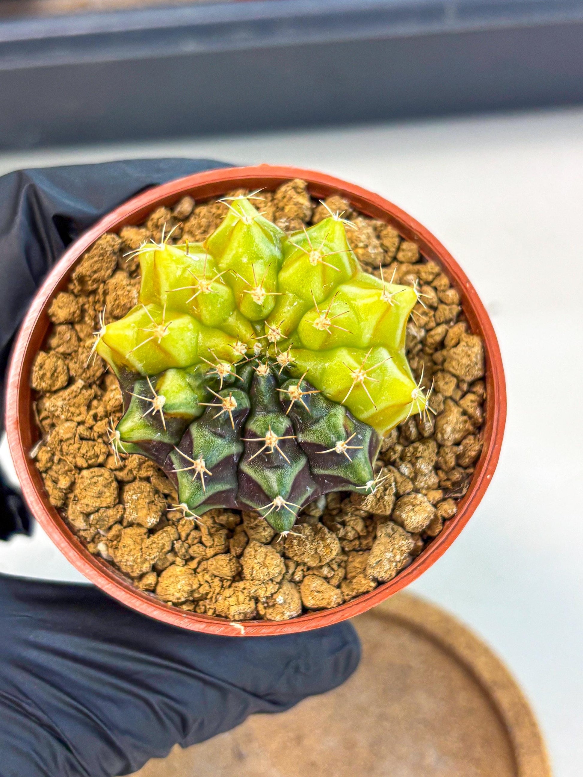 Gymnocalycium Sepia (gy12) (y4) | colorful Variegated Cactus