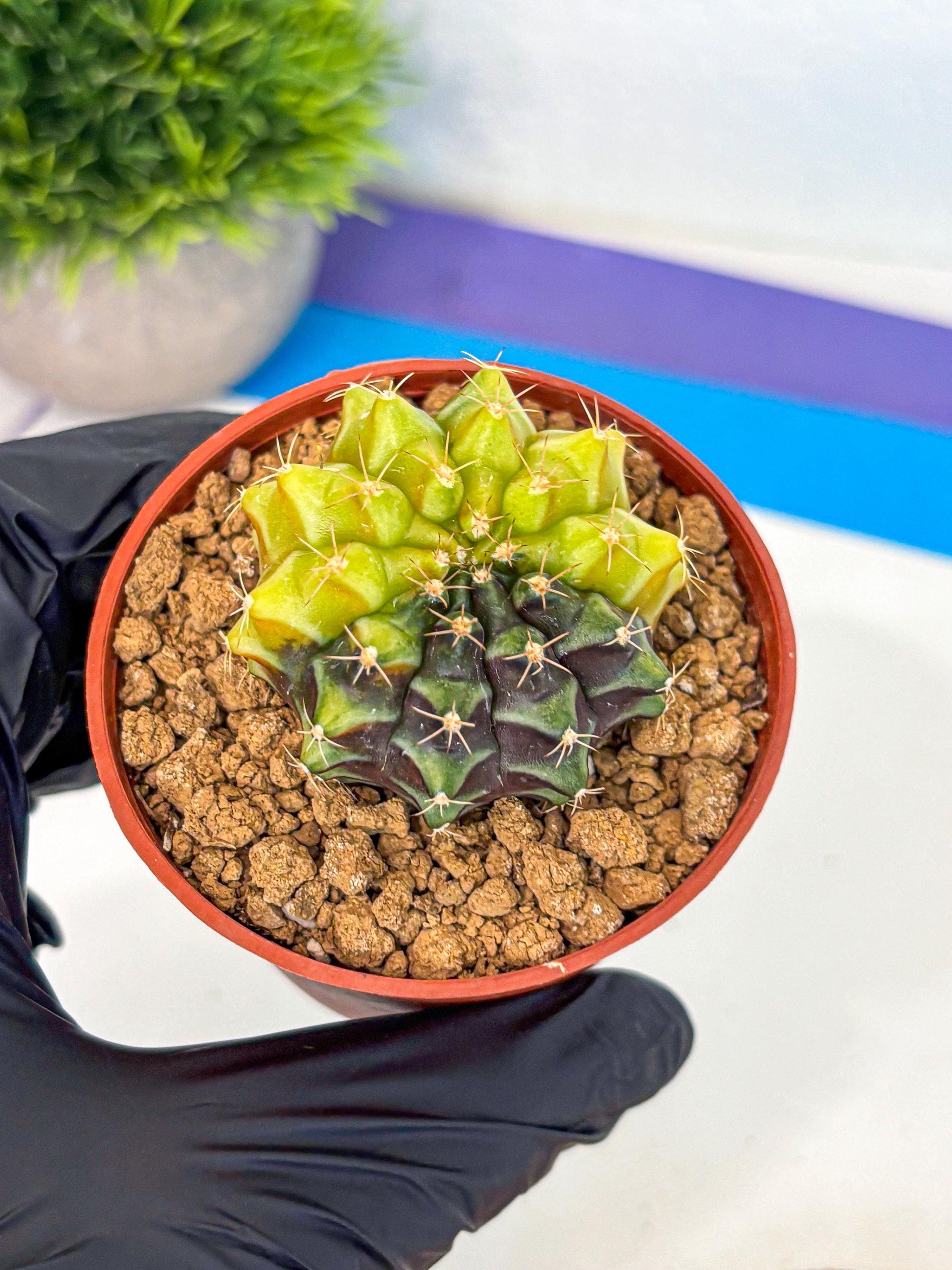 Gymnocalycium Sepia (gy12) (y4) | colorful Variegated Cactus