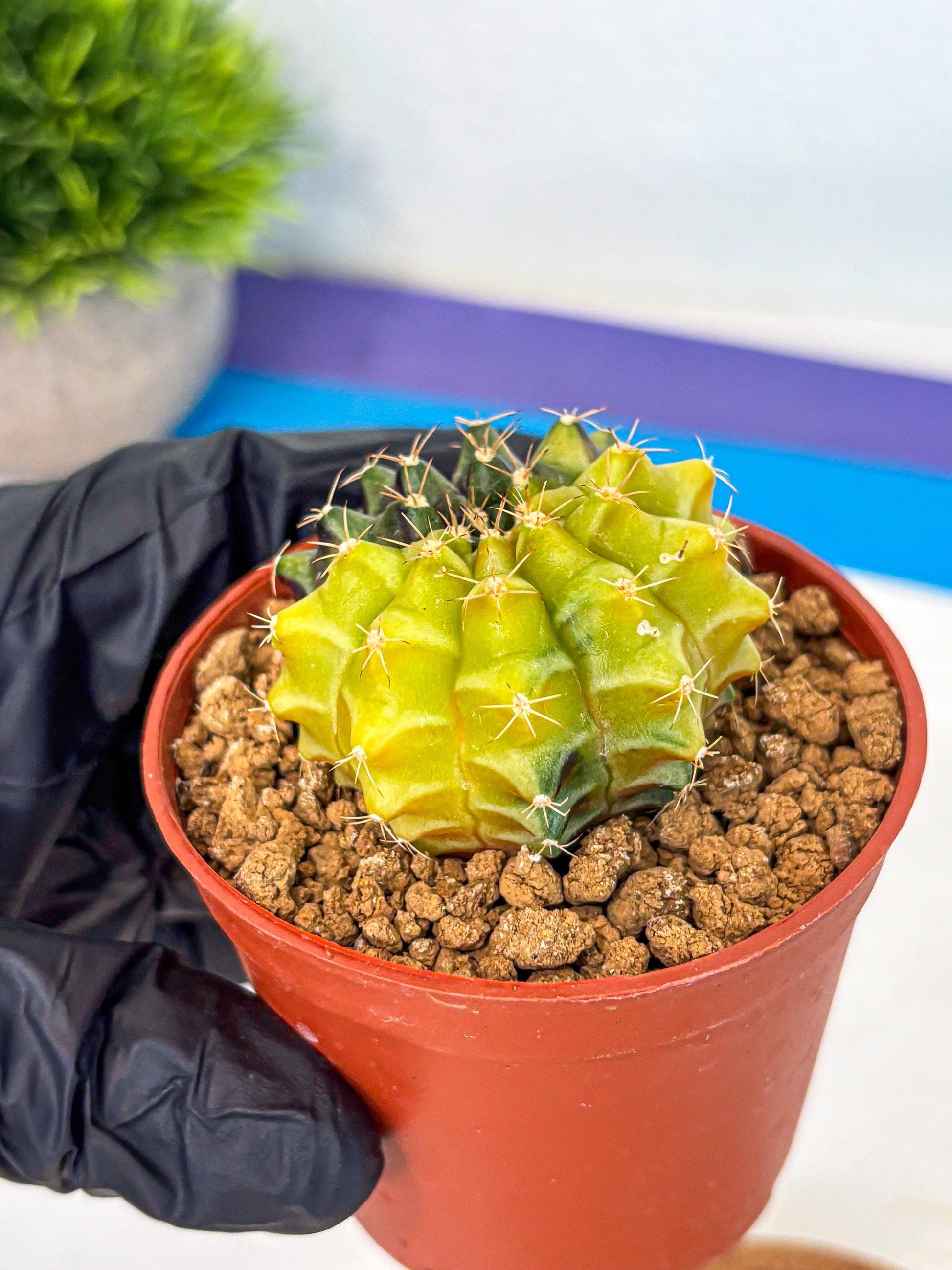 Gymnocalycium Sepia (gy12) (y4) | colorful Variegated Cactus