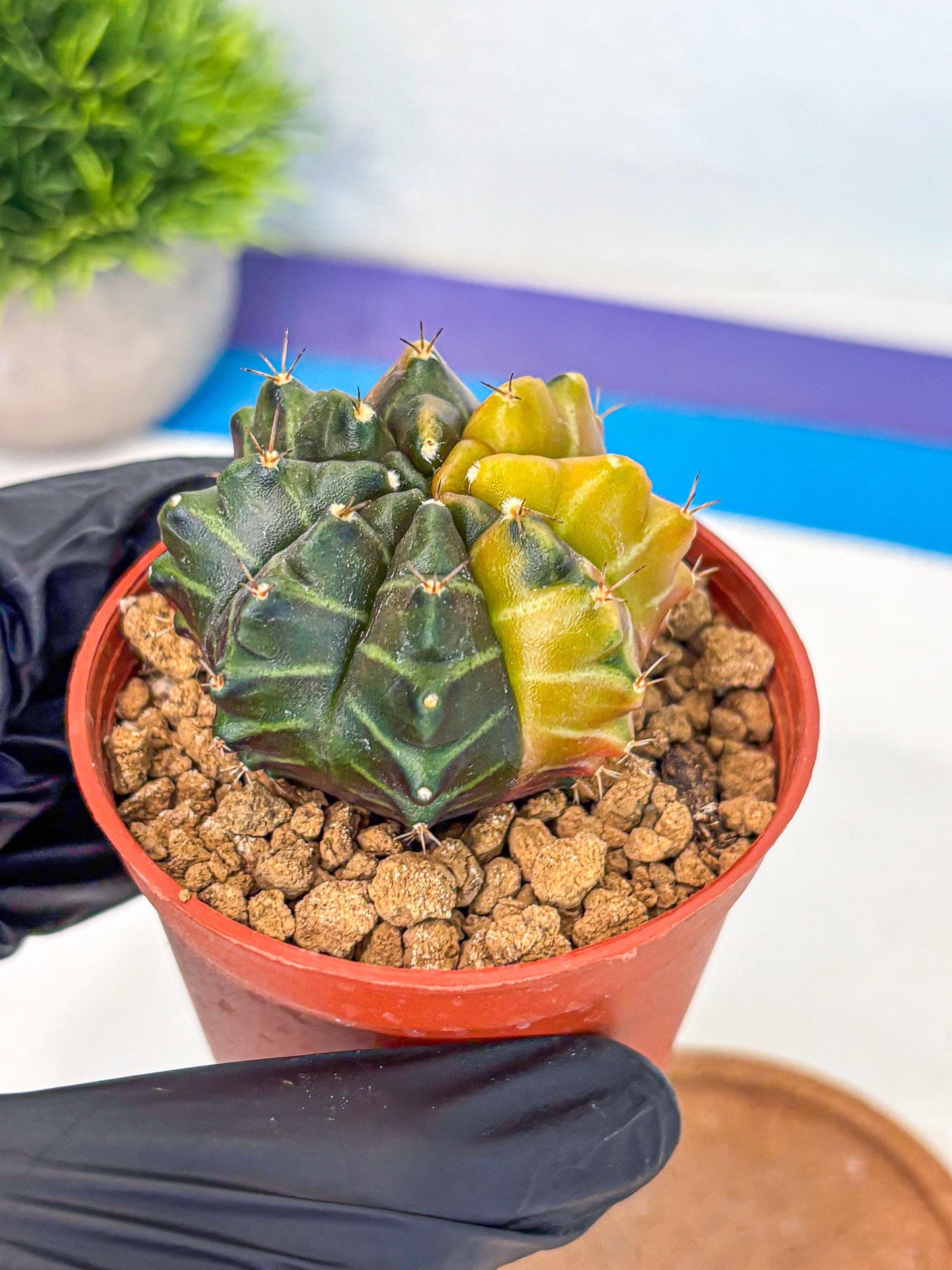 Gymnocalycium Sepia (gy12) (y5) | colorful Variegated Cactus