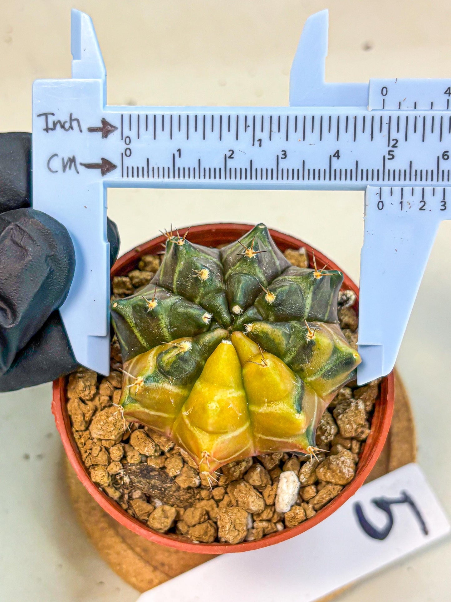 Gymnocalycium Sepia (gy12) (y5) | colorful Variegated Cactus