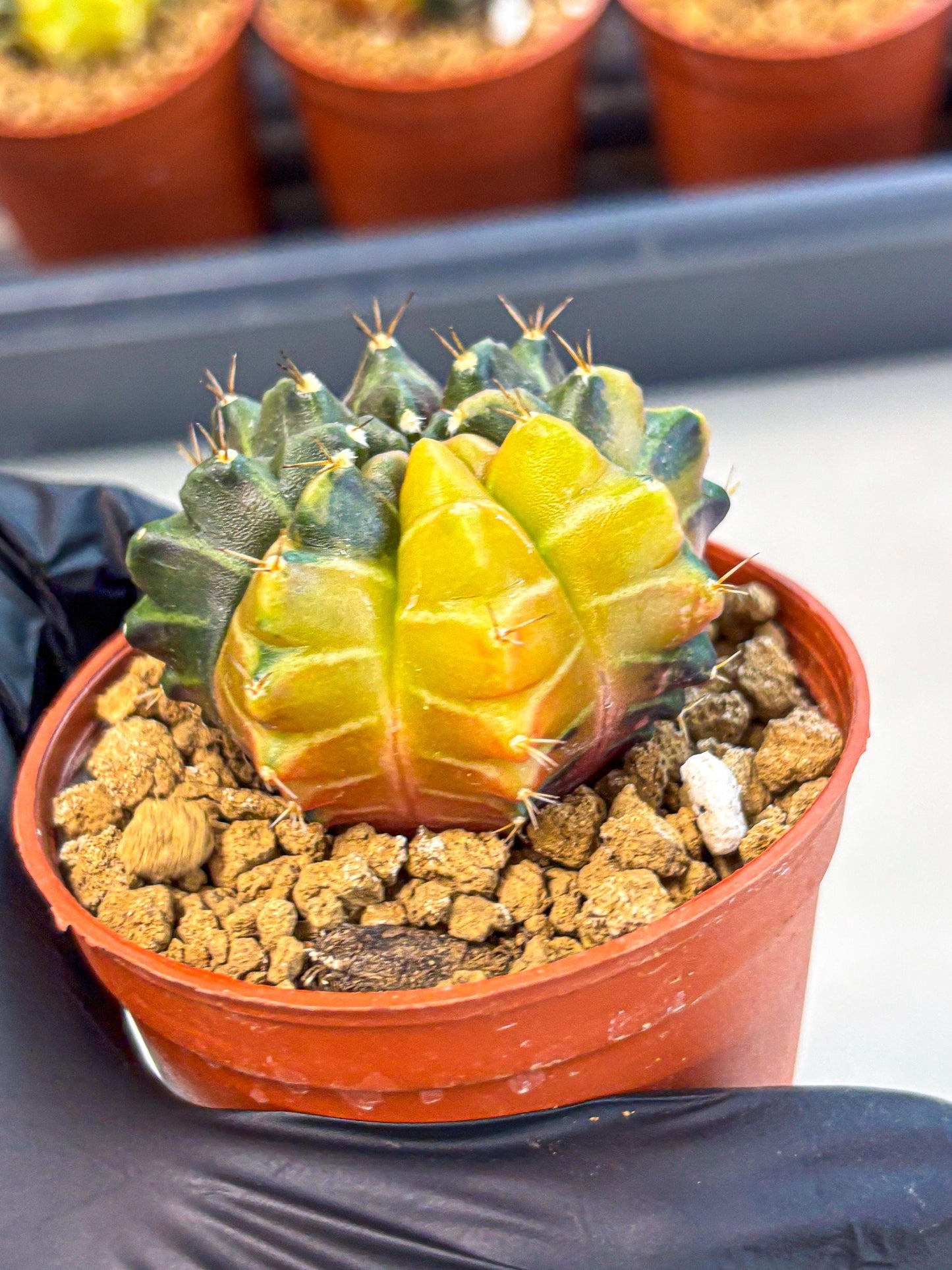 Gymnocalycium Sepia (gy12) (y5) | colorful Variegated Cactus