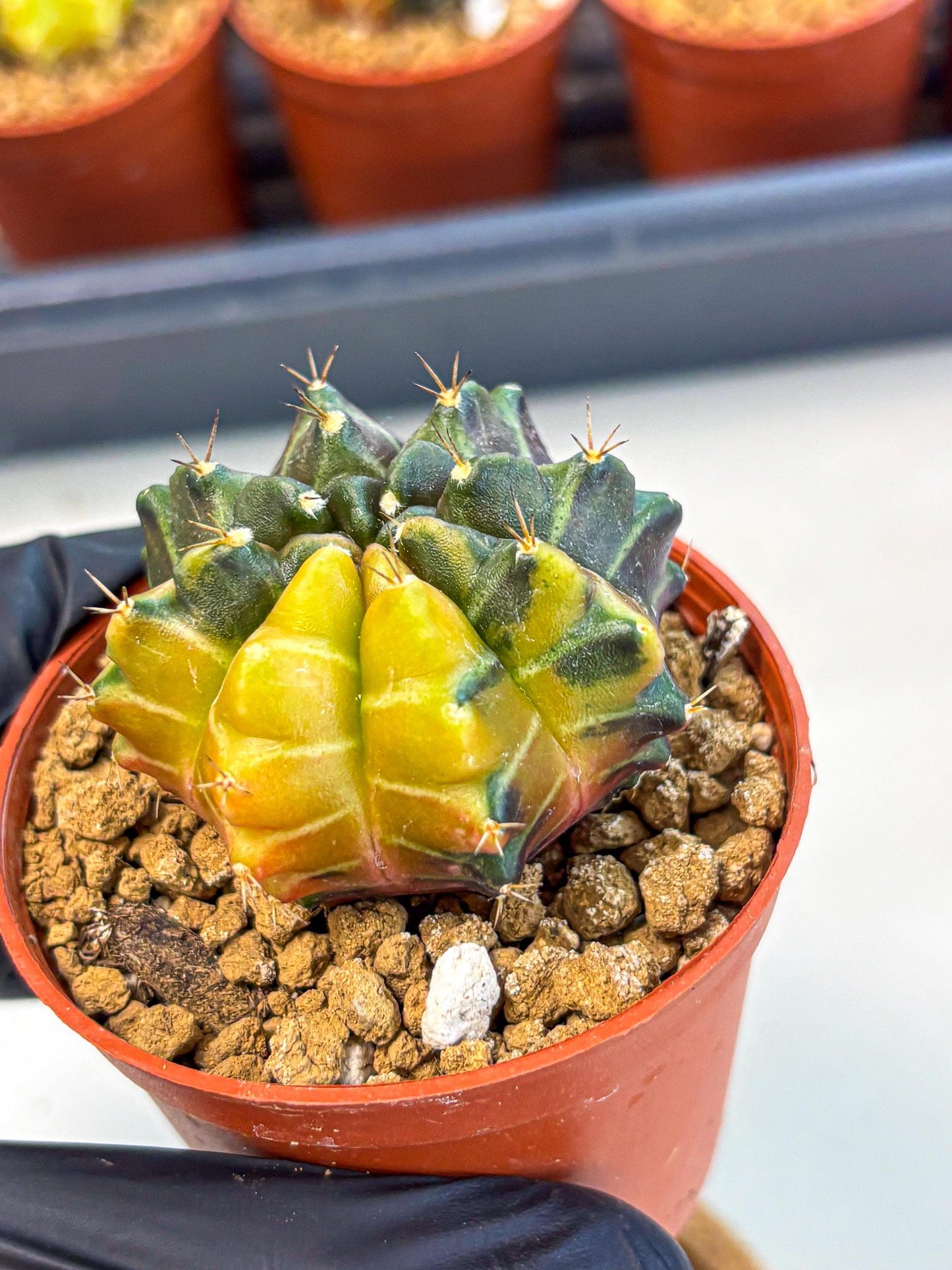 Gymnocalycium Sepia (gy12) (y5) | colorful Variegated Cactus