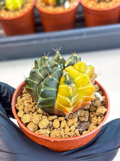 Gymnocalycium Sepia (gy12) (y5) | colorful Variegated Cactus