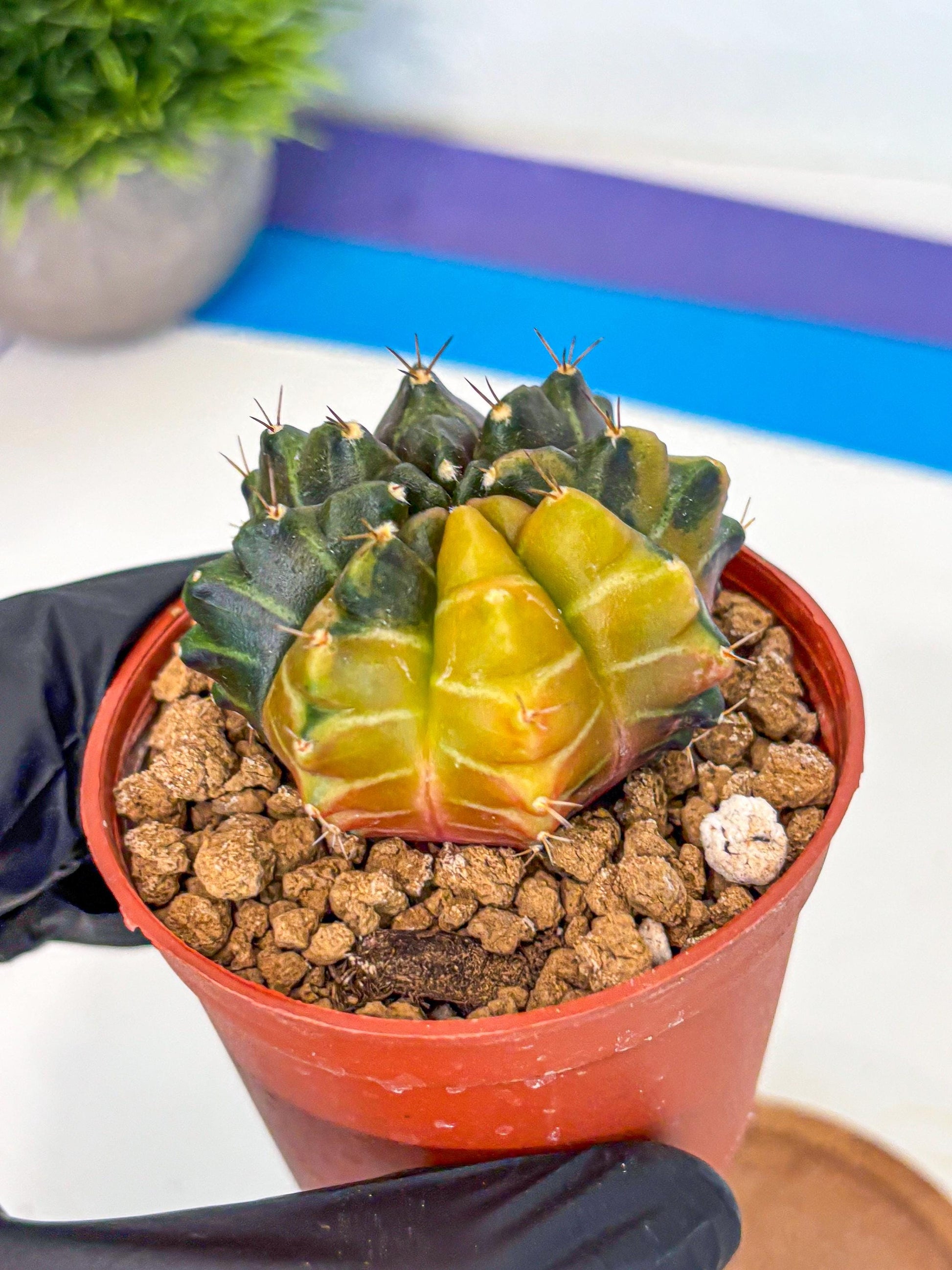 Gymnocalycium Sepia (gy12) (y5) | colorful Variegated Cactus