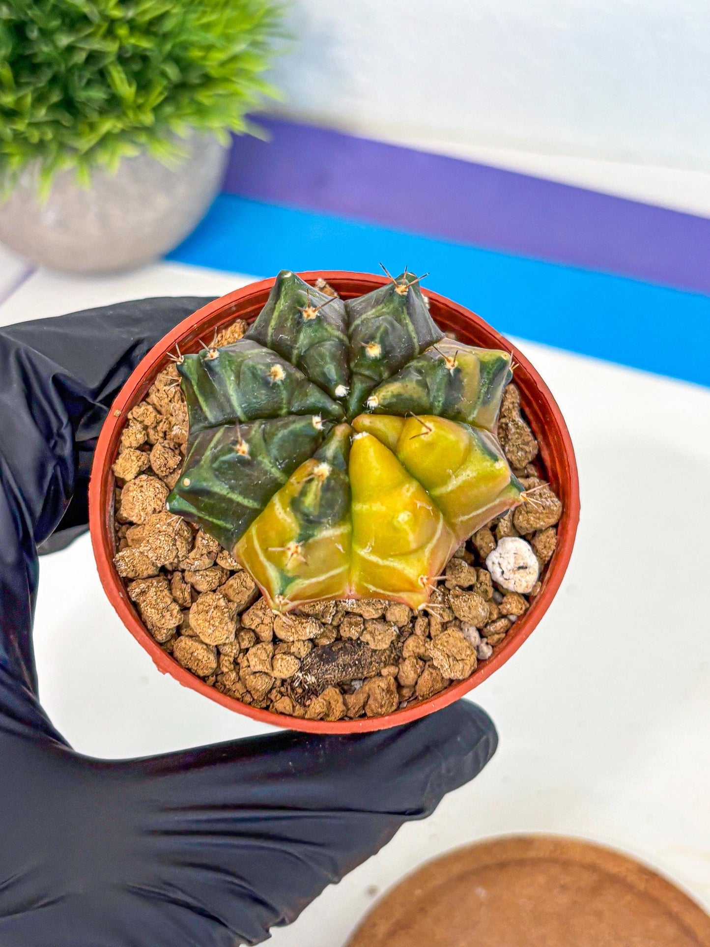 Gymnocalycium Sepia (gy12) (y5) | colorful Variegated Cactus