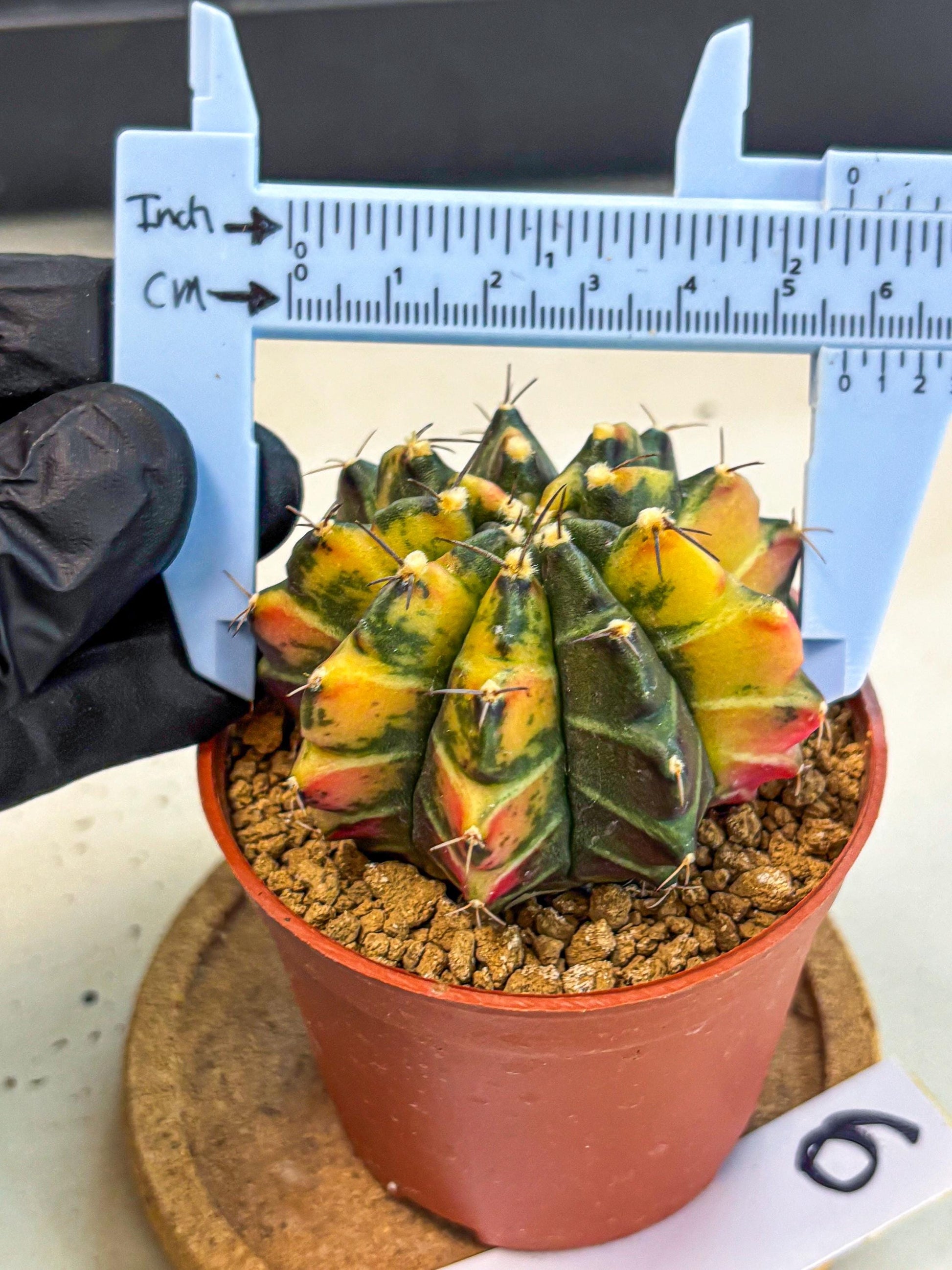 Gymnocalycium Sepia (gy12) (y6) | colorful Variegated Cactus