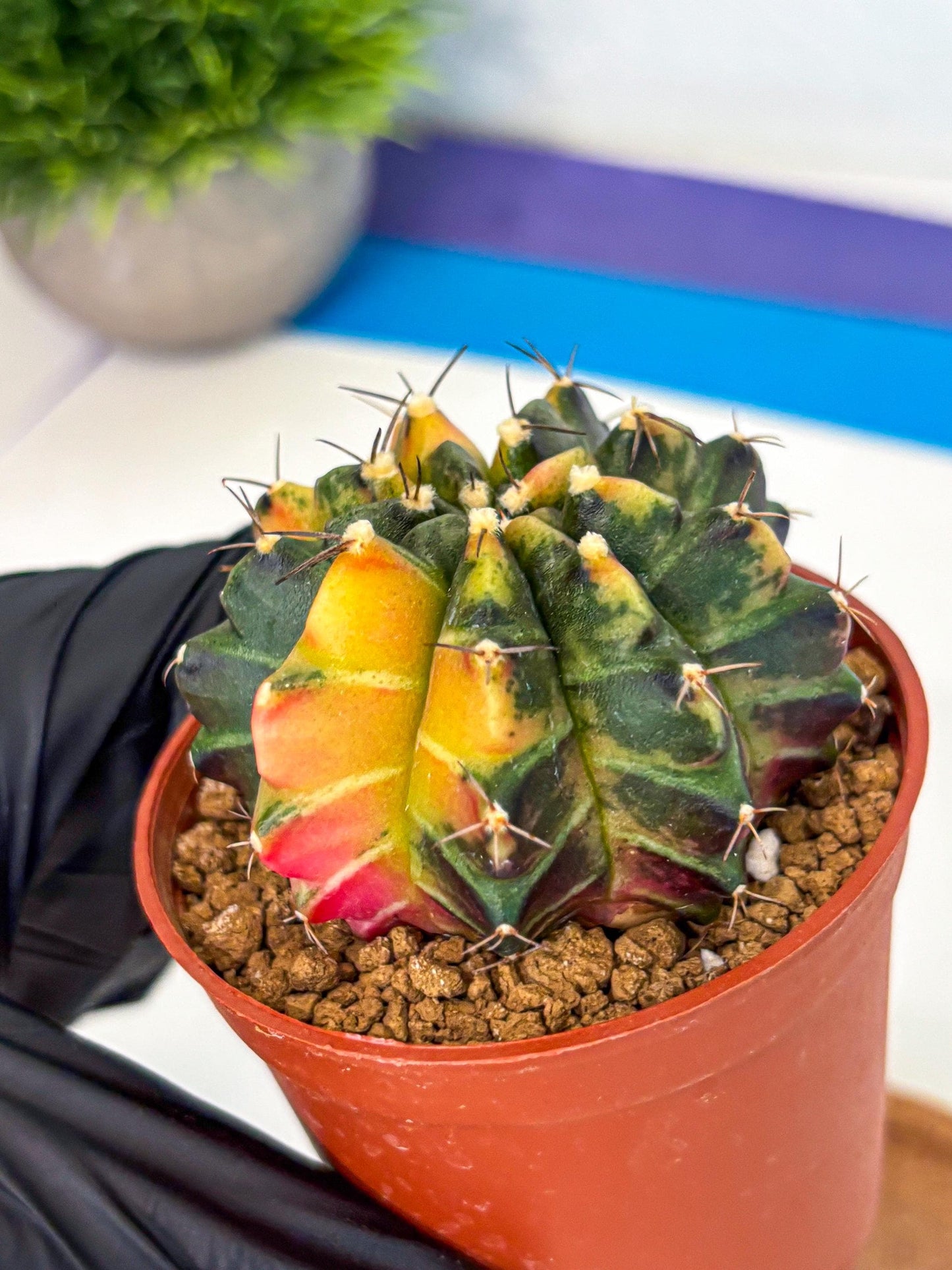 Gymnocalycium Sepia (gy12) (y6) | colorful Variegated Cactus
