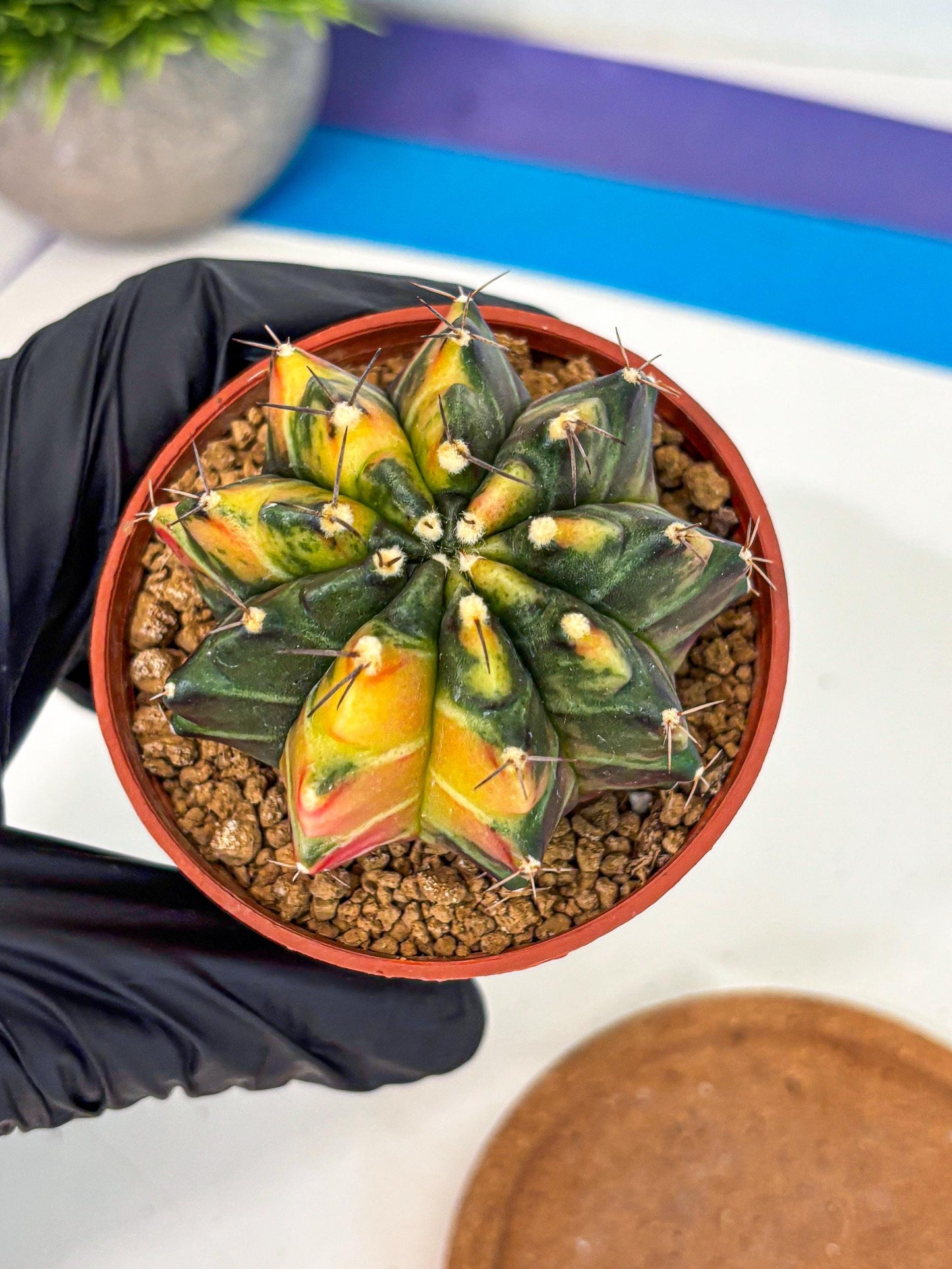 Gymnocalycium Sepia (gy12) (y6) | colorful Variegated Cactus