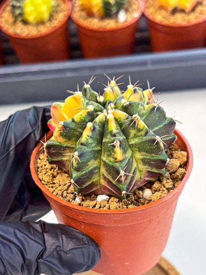 Gymnocalycium Sepia (gy12) (y6) | colorful Variegated Cactus