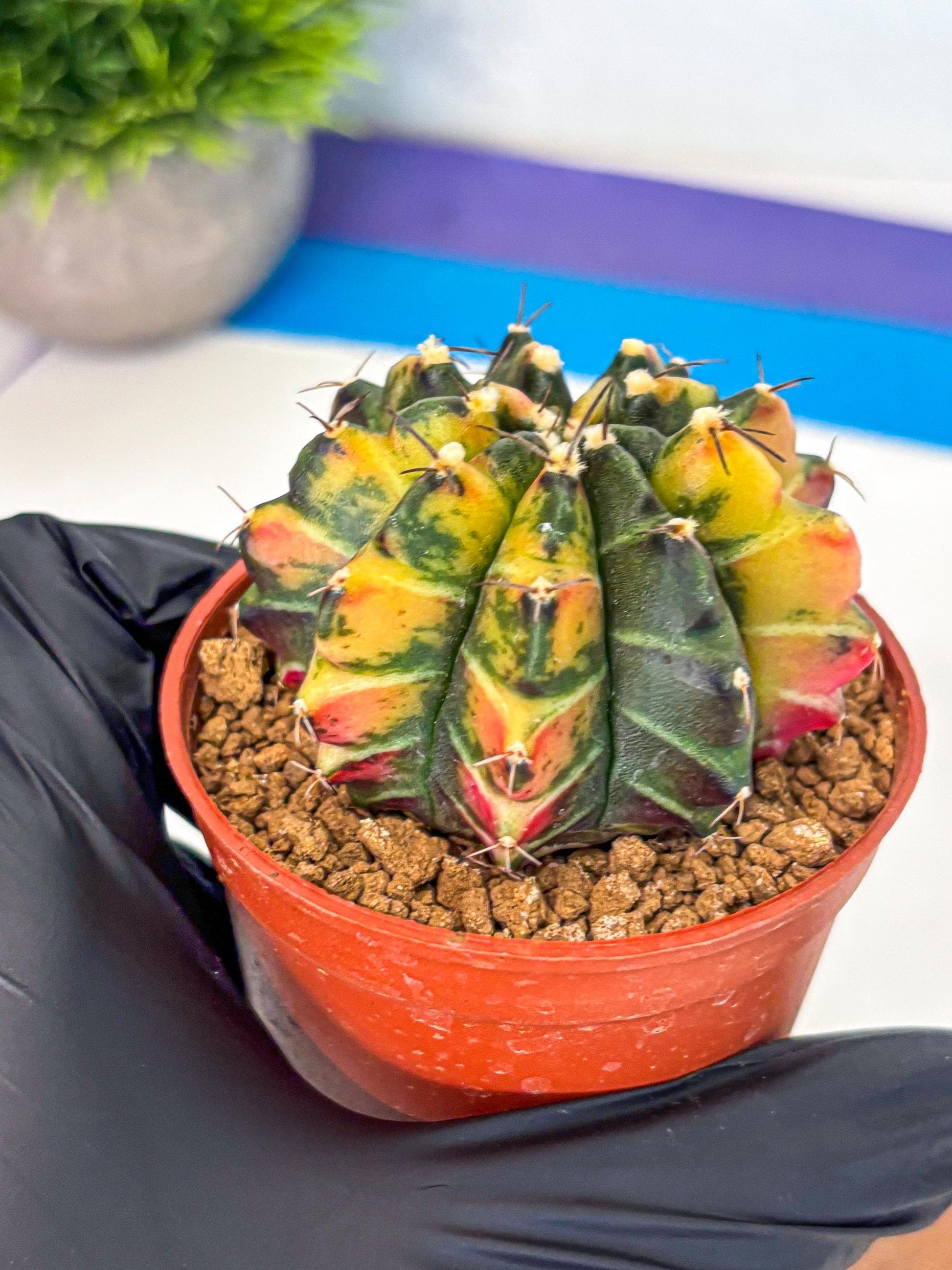 Gymnocalycium Sepia (gy12) (y6) | colorful Variegated Cactus