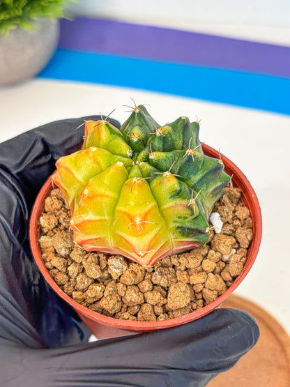 Gymnocalycium Sepia (gy12) (y7) | colorful Variegated Cactus