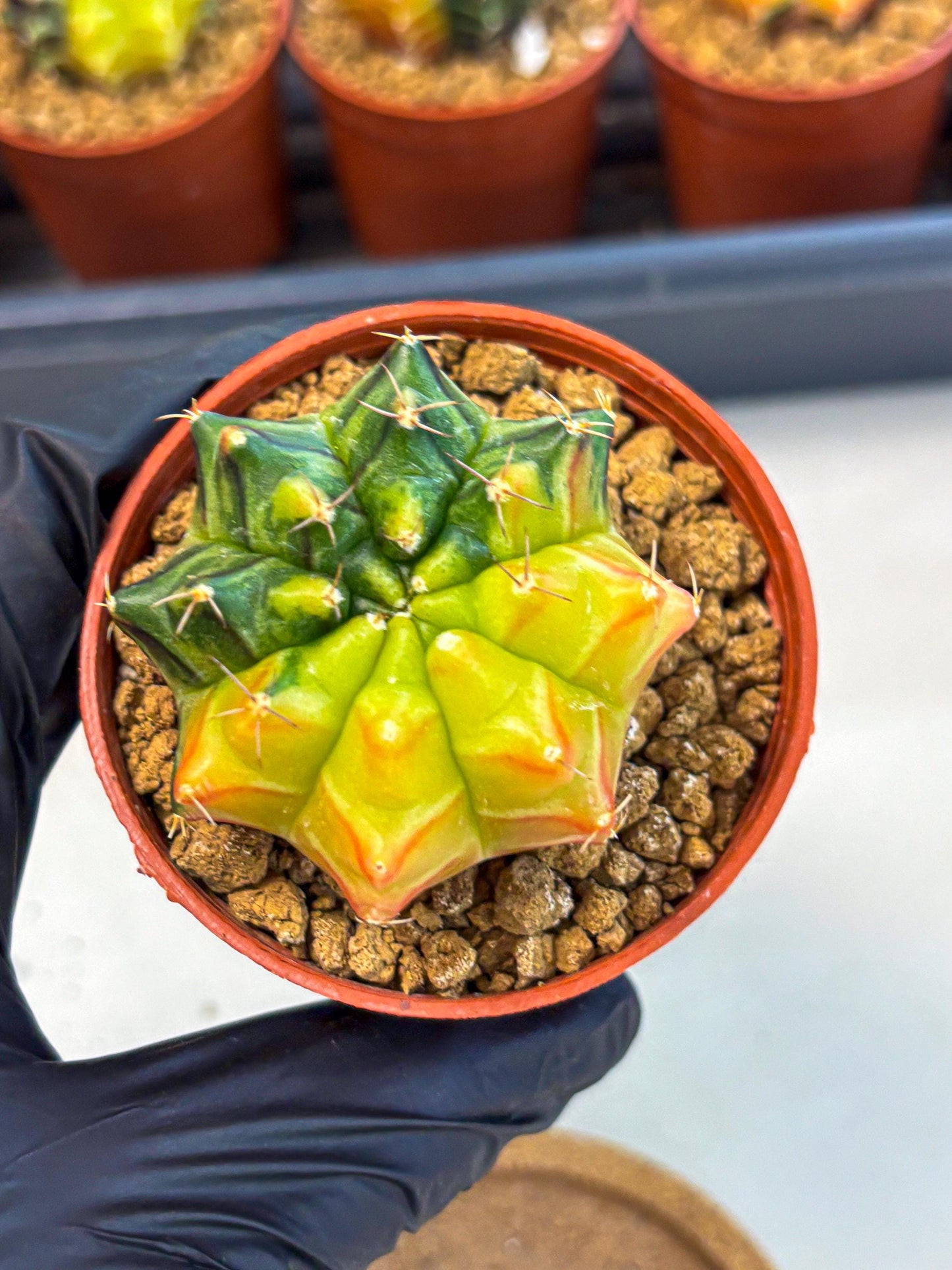 Gymnocalycium Sepia (gy12) (y7) | colorful Variegated Cactus