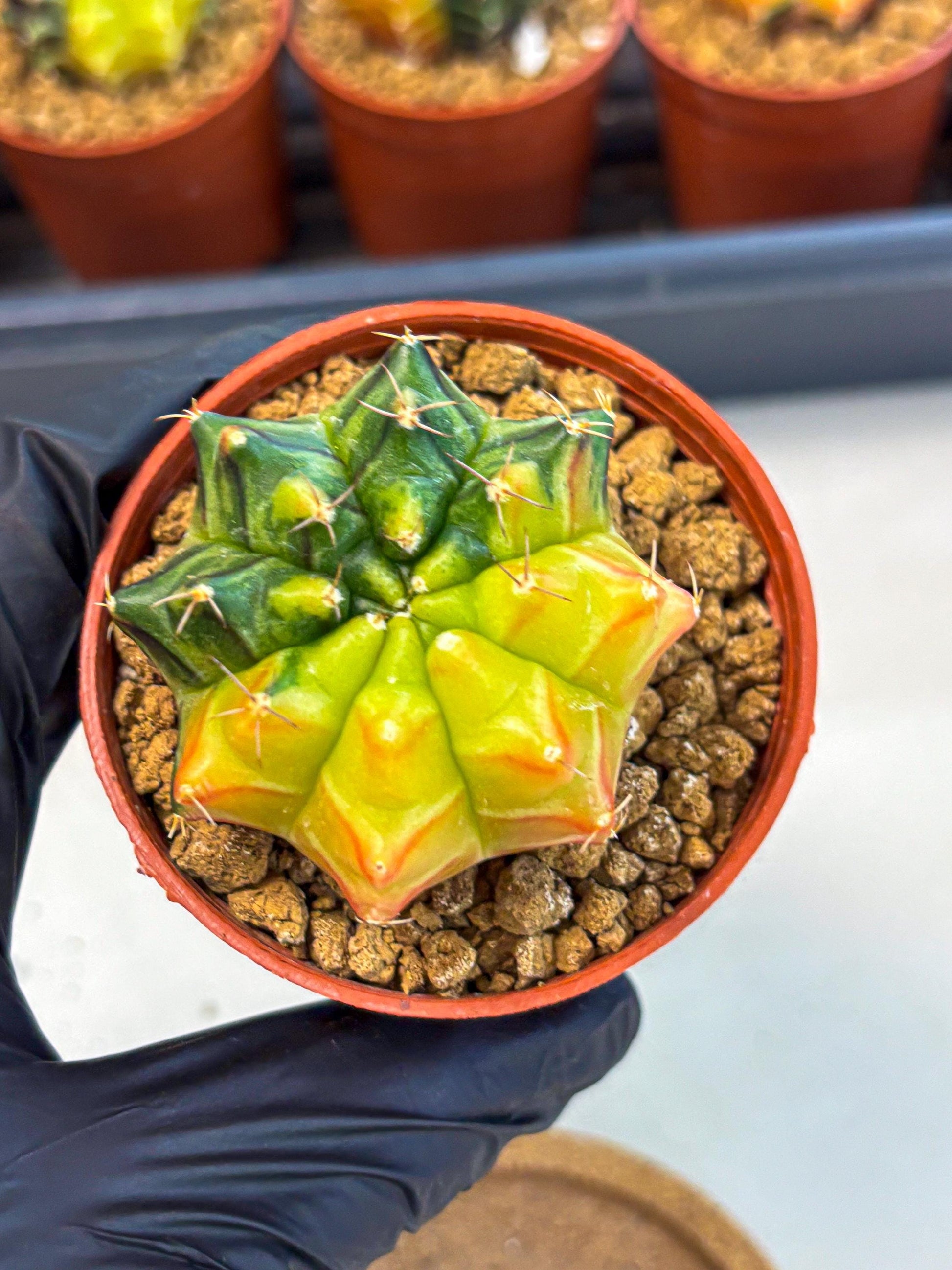 Gymnocalycium Sepia (gy12) (y7) | colorful Variegated Cactus