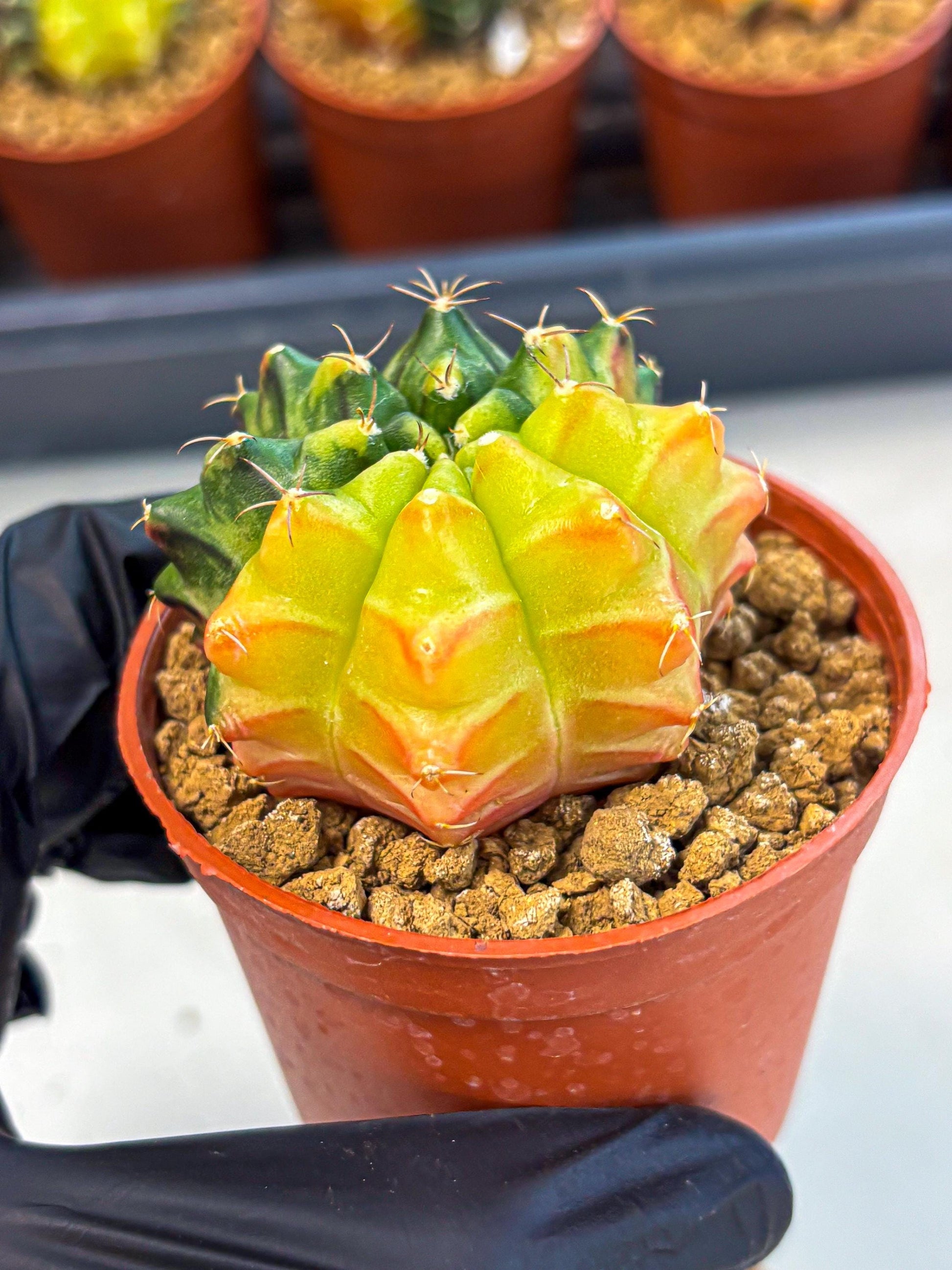 Gymnocalycium Sepia (gy12) (y7) | colorful Variegated Cactus