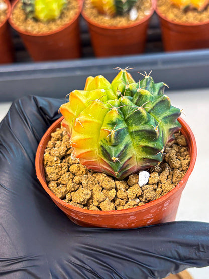 Gymnocalycium Sepia (gy12) (y7) | colorful Variegated Cactus