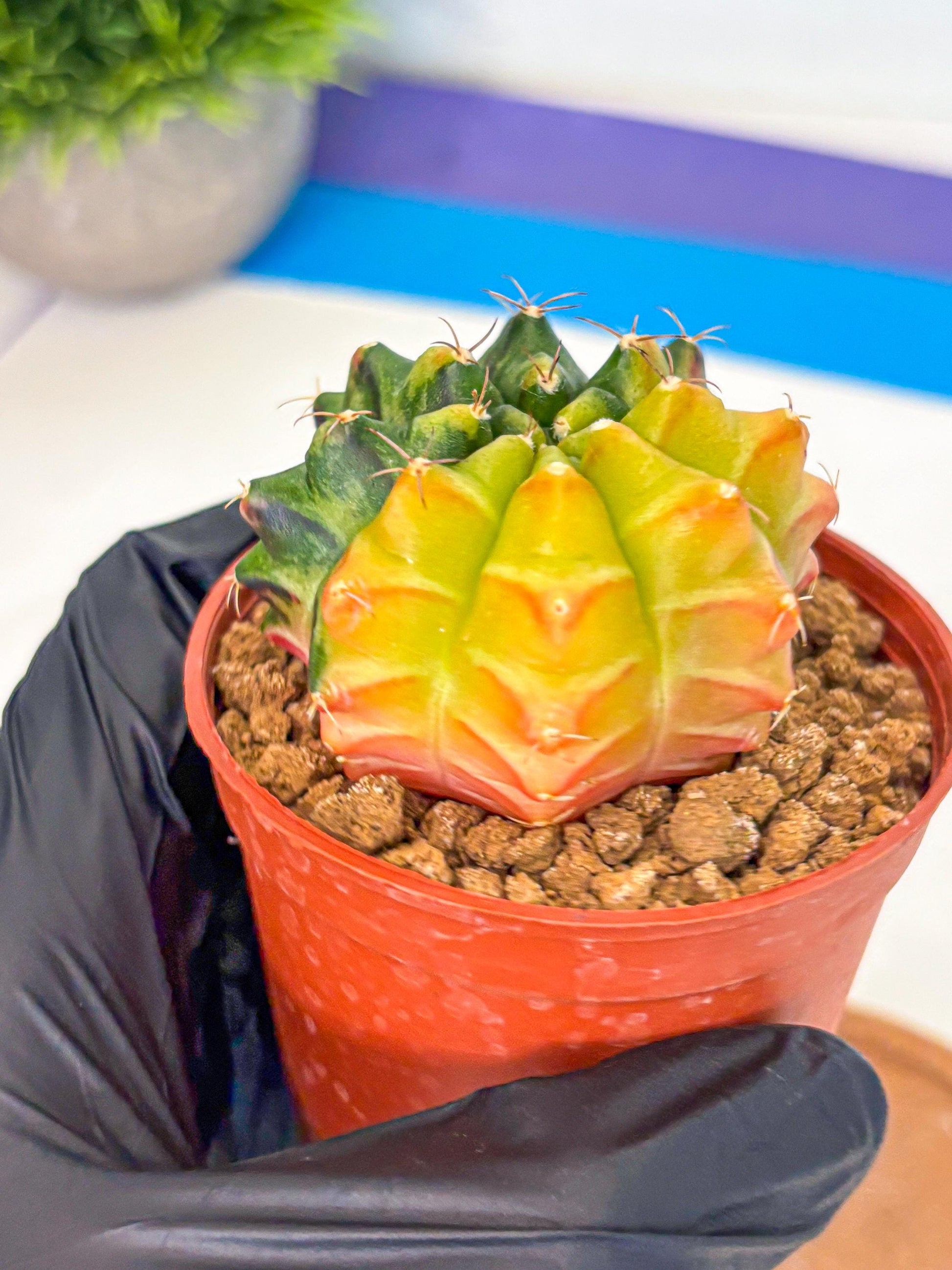 Gymnocalycium Sepia (gy12) (y7) | colorful Variegated Cactus