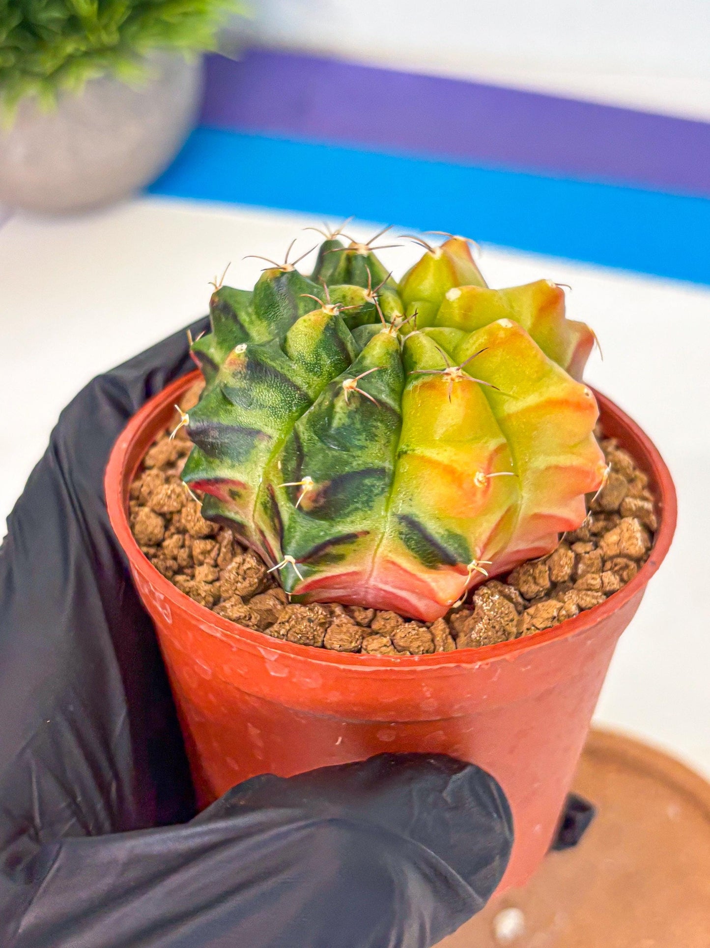 Gymnocalycium Sepia (gy12) (y7) | colorful Variegated Cactus