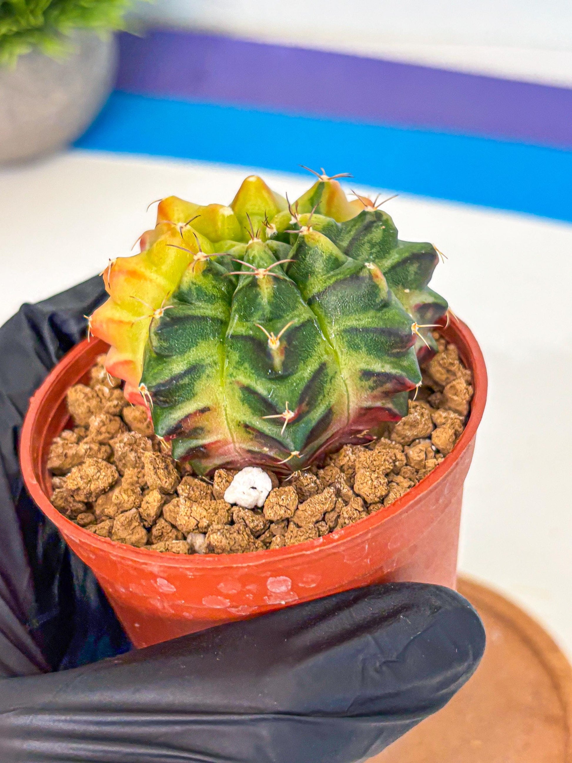 Gymnocalycium Sepia (gy12) (y7) | colorful Variegated Cactus