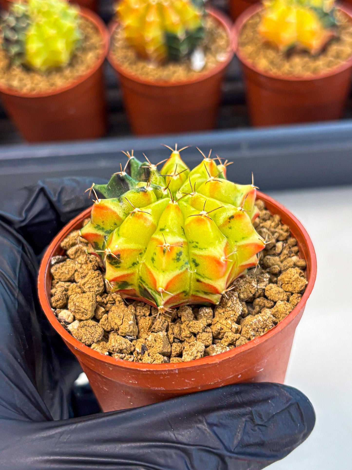 Gymnocalycium Sepia (oo) (pp) | colorful Variegated Cactus
