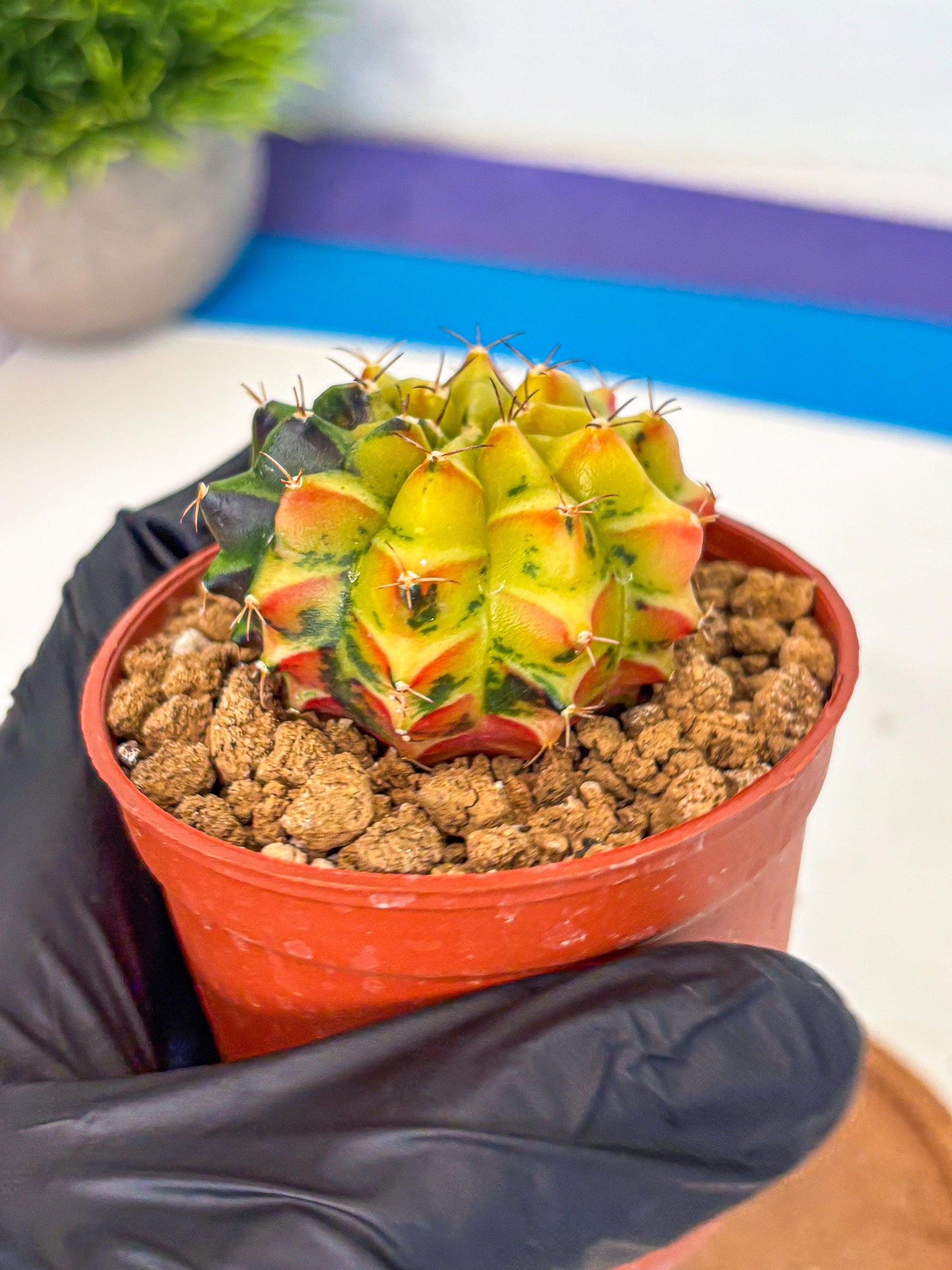 Gymnocalycium Sepia (oo) (pp) | colorful Variegated Cactus