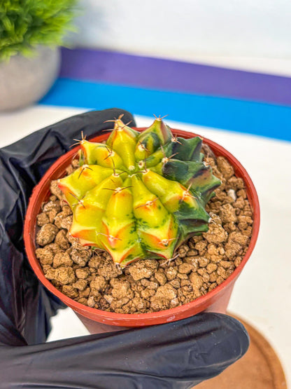 Gymnocalycium Sepia (oo) (pp) | colorful Variegated Cactus