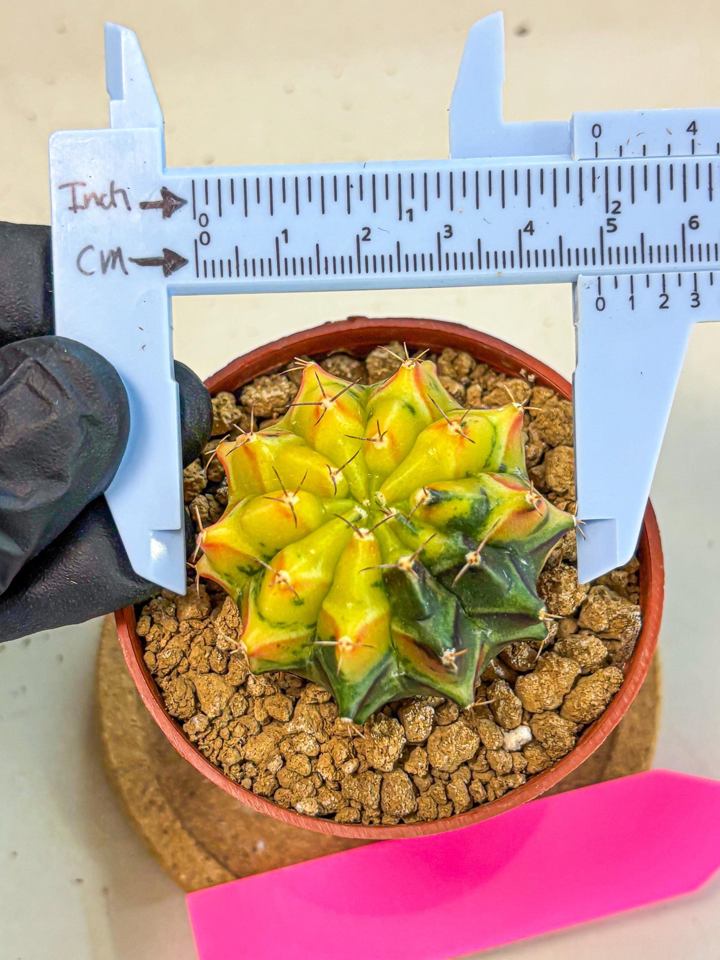 Gymnocalycium Sepia (oo) (pp) | colorful Variegated Cactus