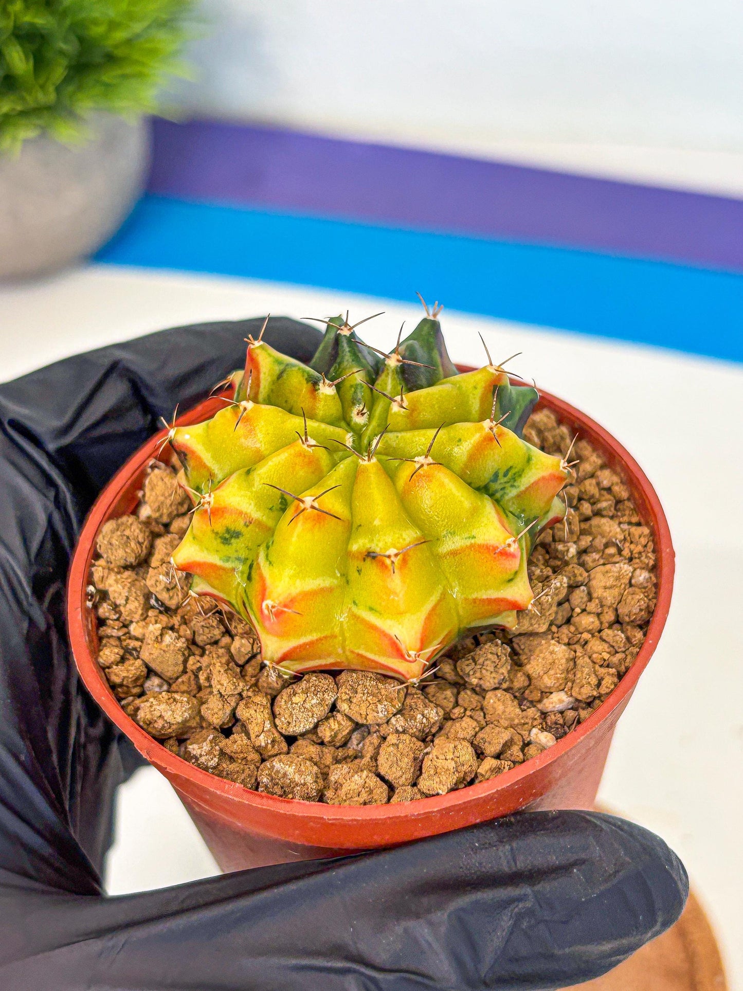 Gymnocalycium Sepia (oo) (pp) | colorful Variegated Cactus